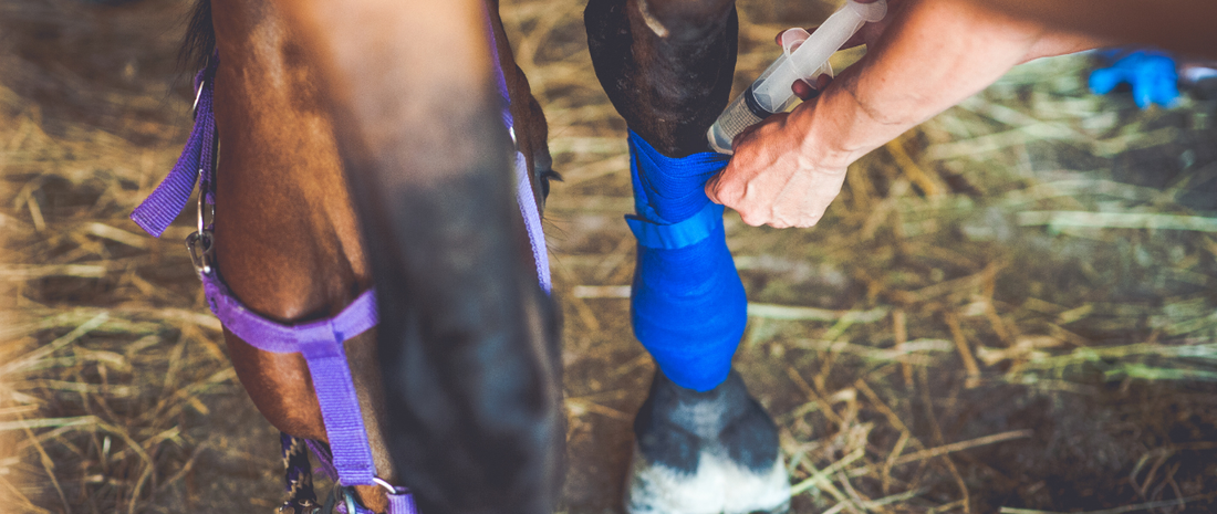 Building the Perfect Equine First Aid Kit