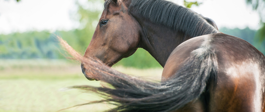 Fly Season Survival Kit: What Every Barn Should Have