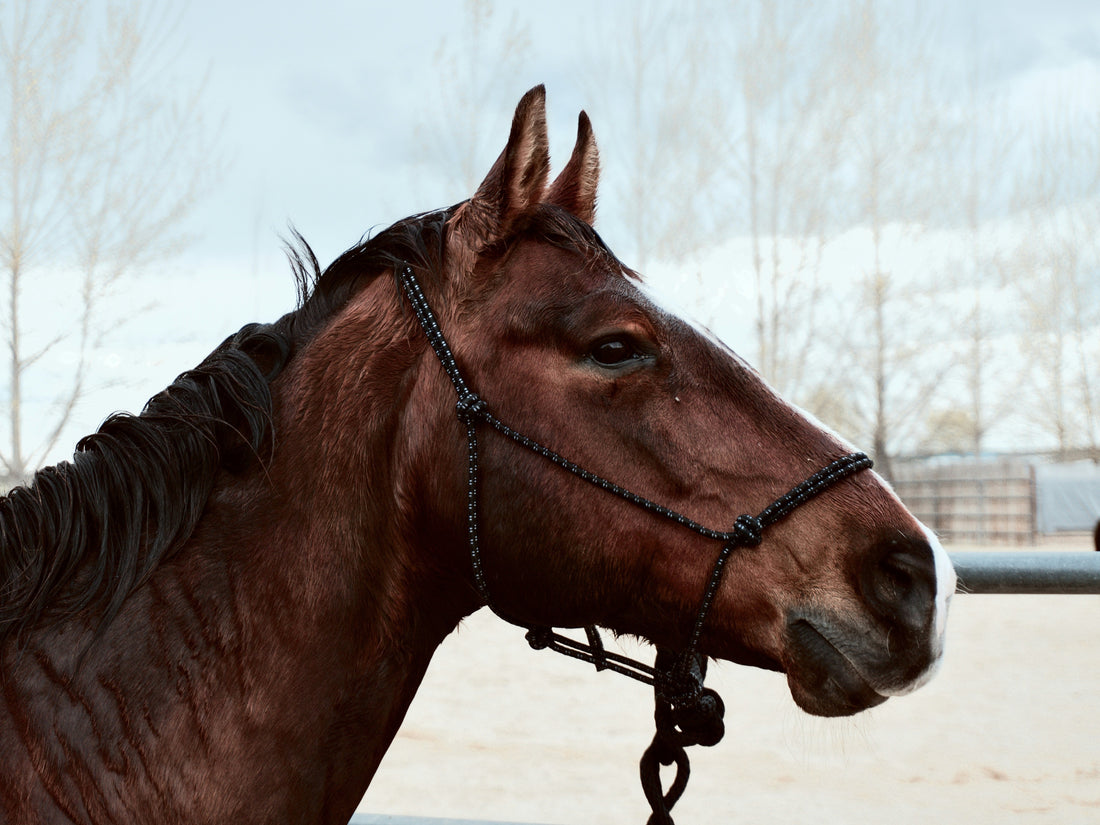 Different types of halters and their uses