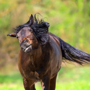 Fly Protection