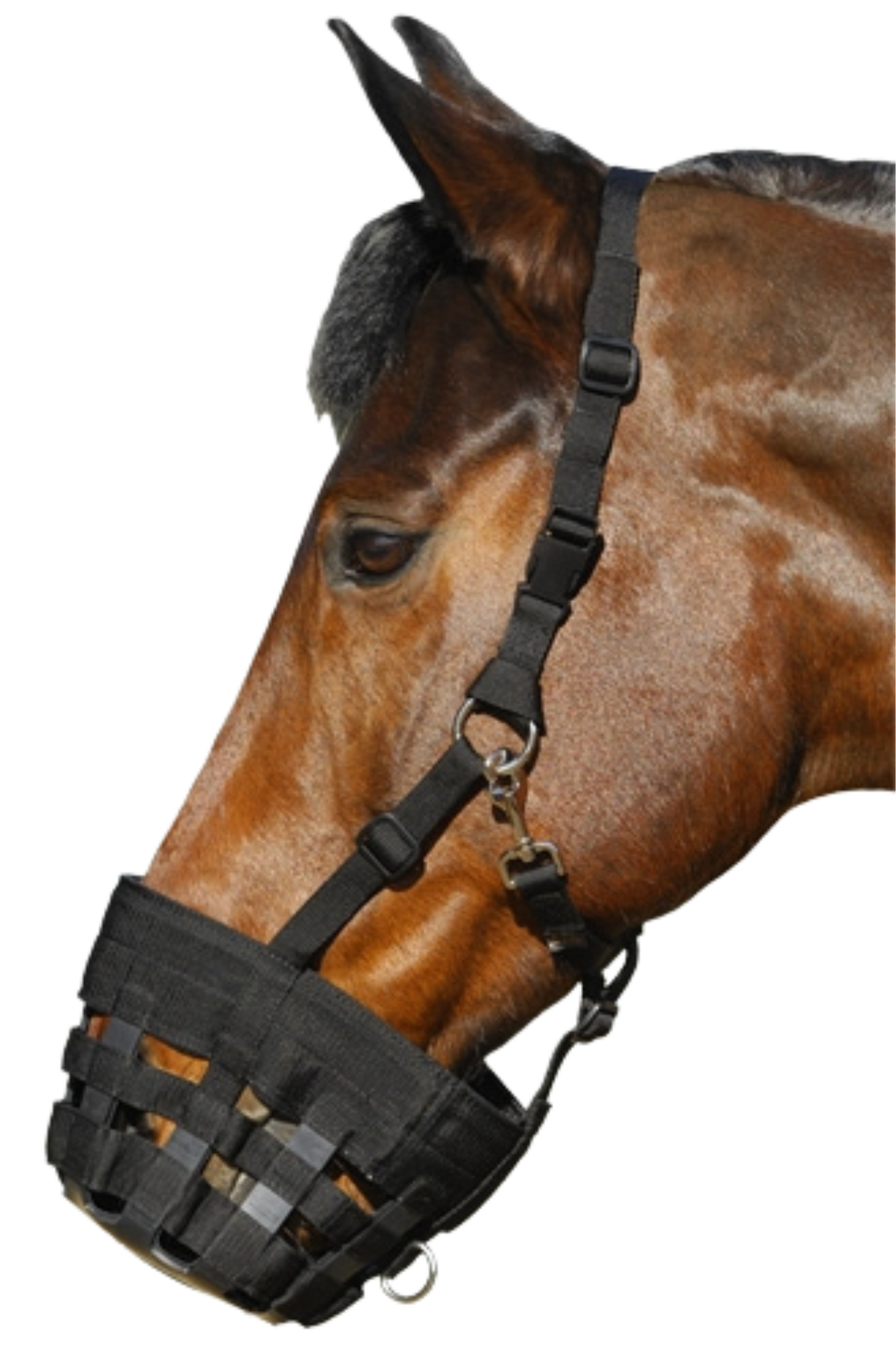 BEST FRIEND DELUXE GRAZING MUZZLE