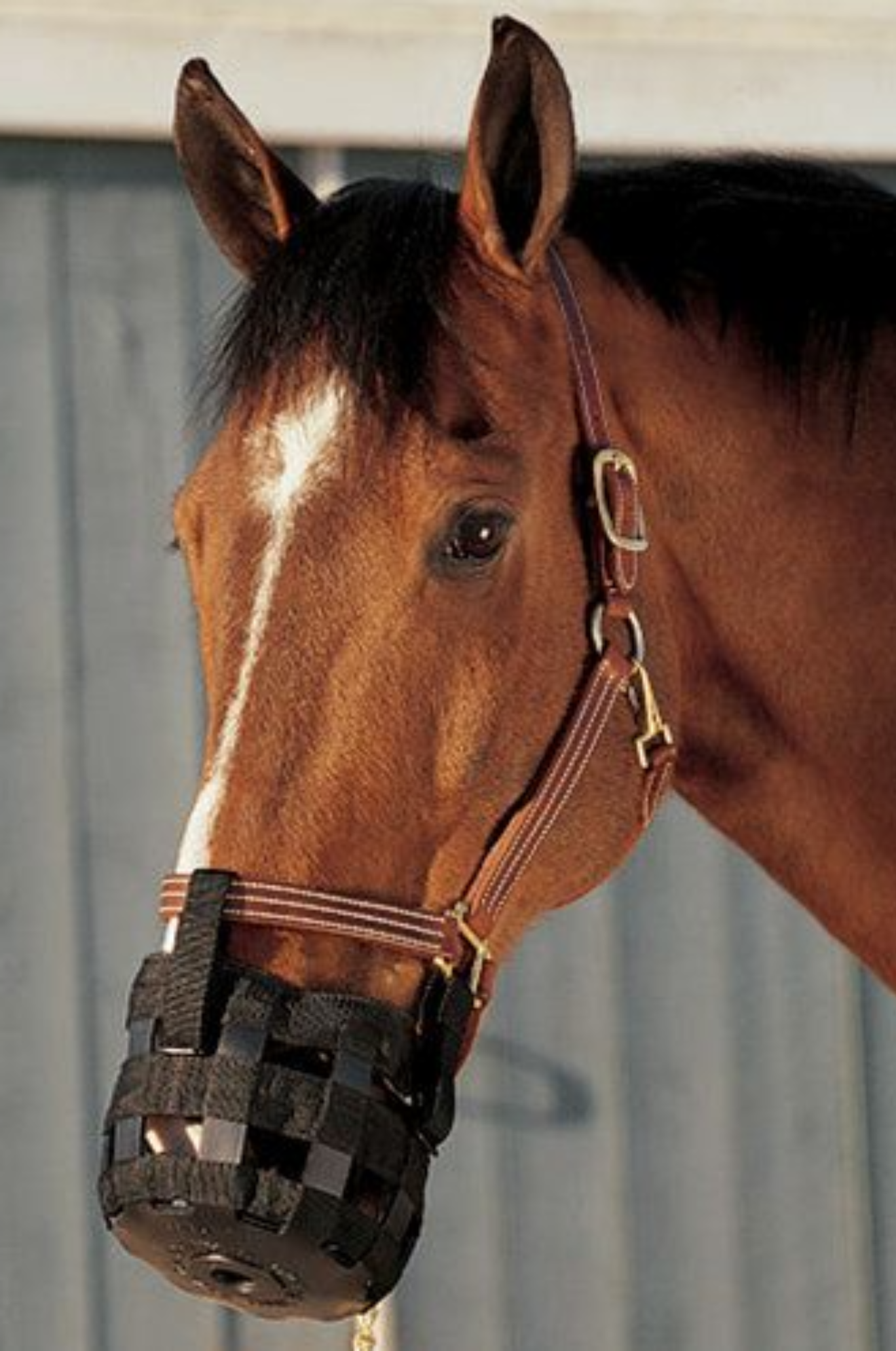 BEST FRIEND STANDARD GRAZING MUZZLE
