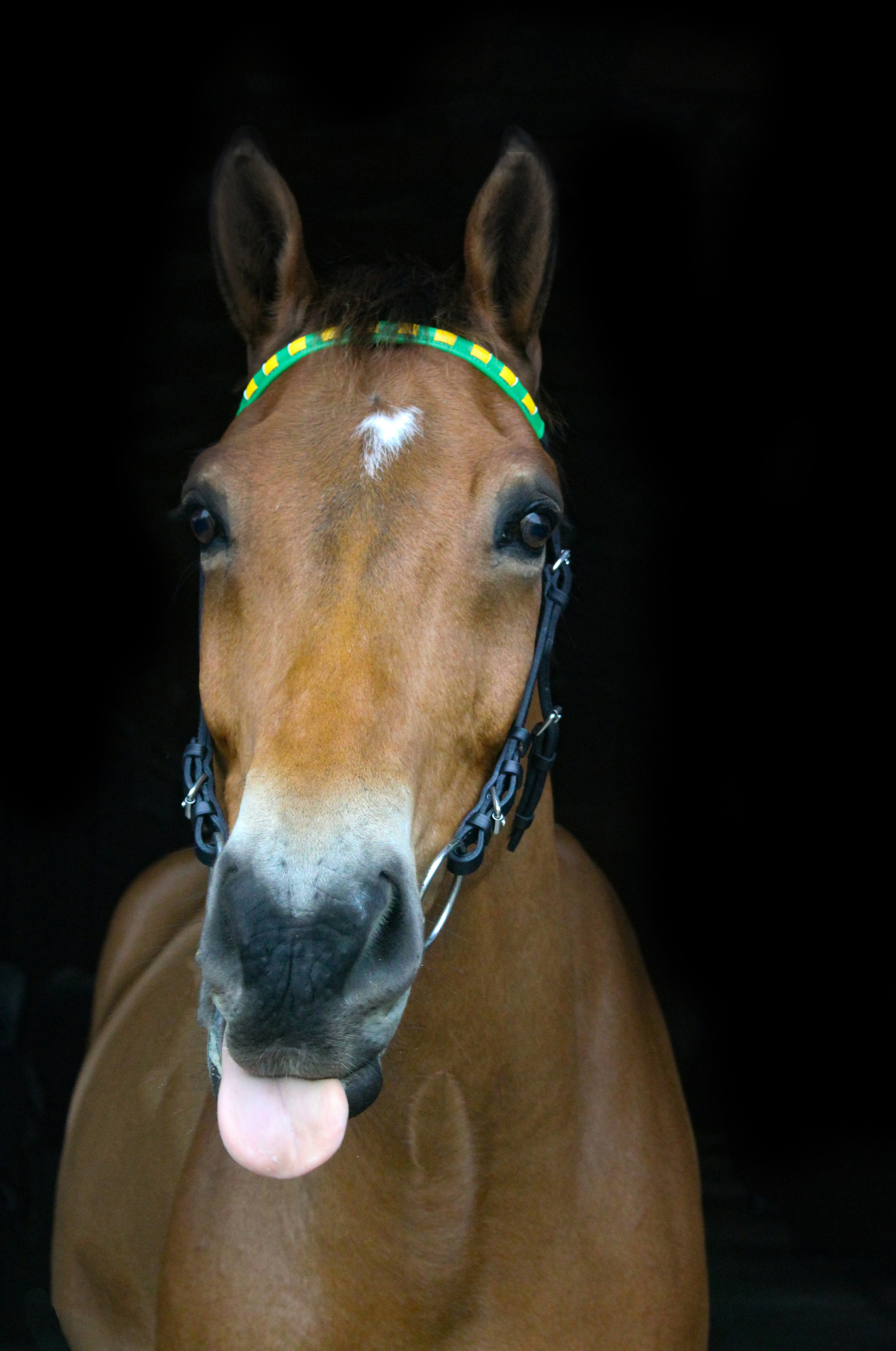 TS Custom Browbands