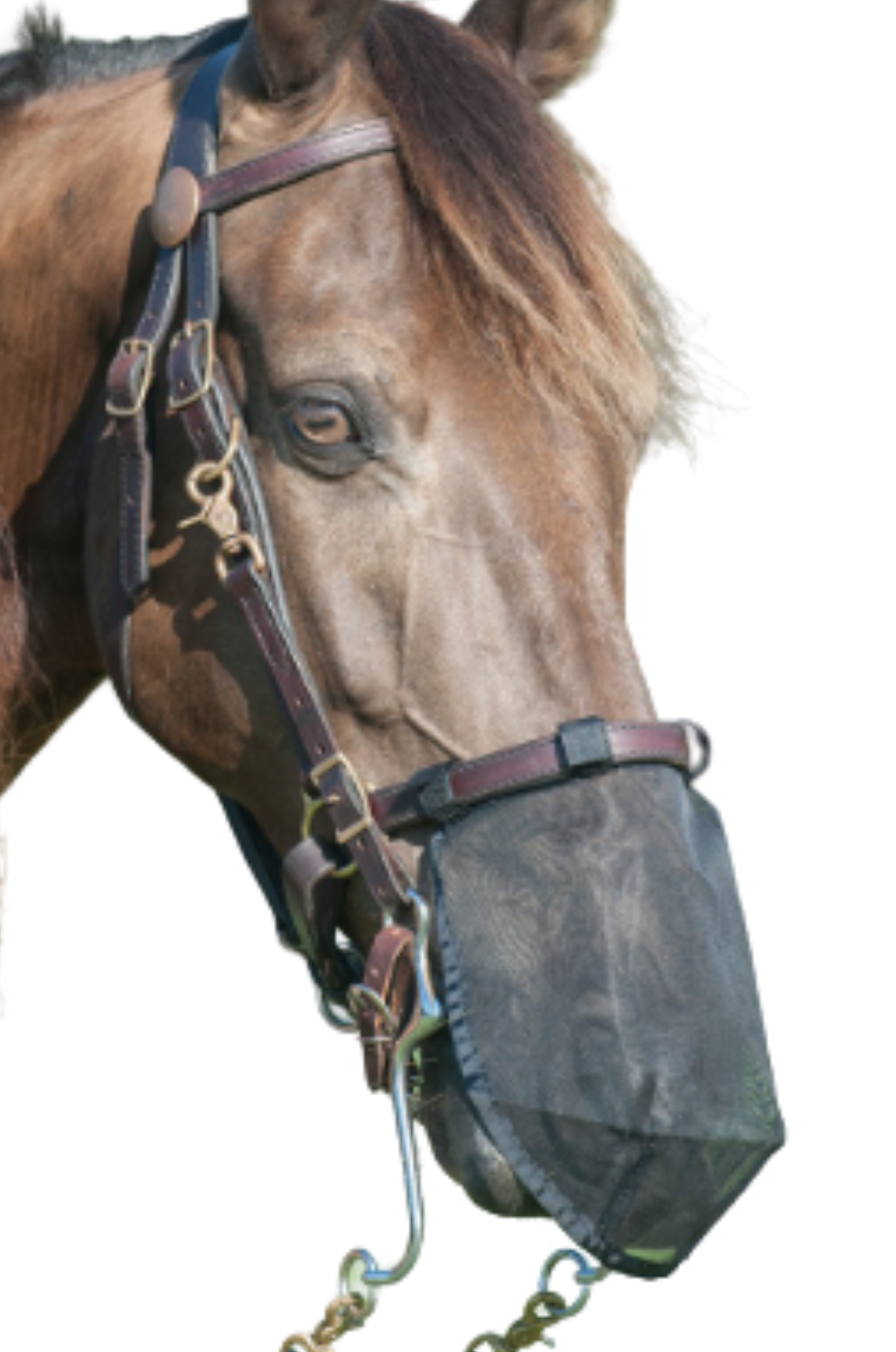 Horse wearing a fly mask on a white background