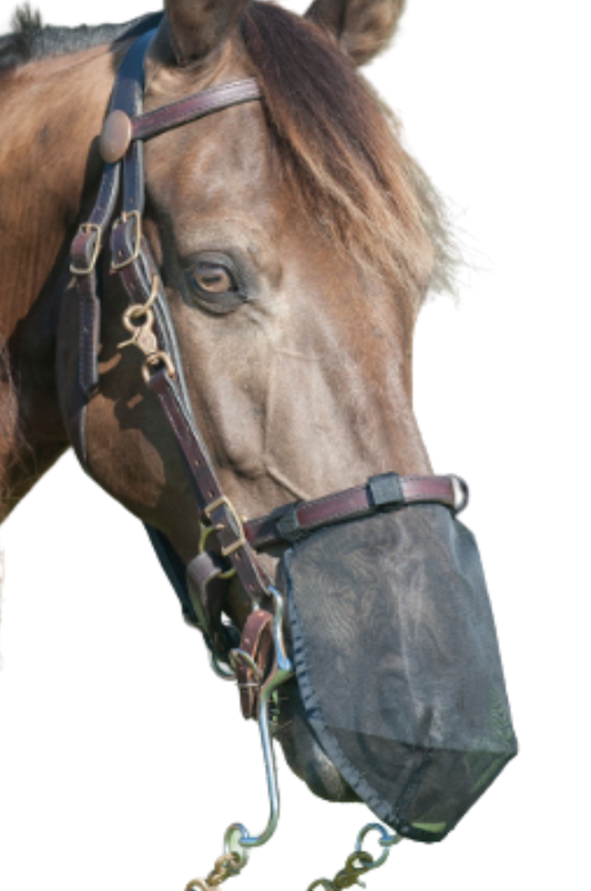 Horse wearing a fly mask on a white background