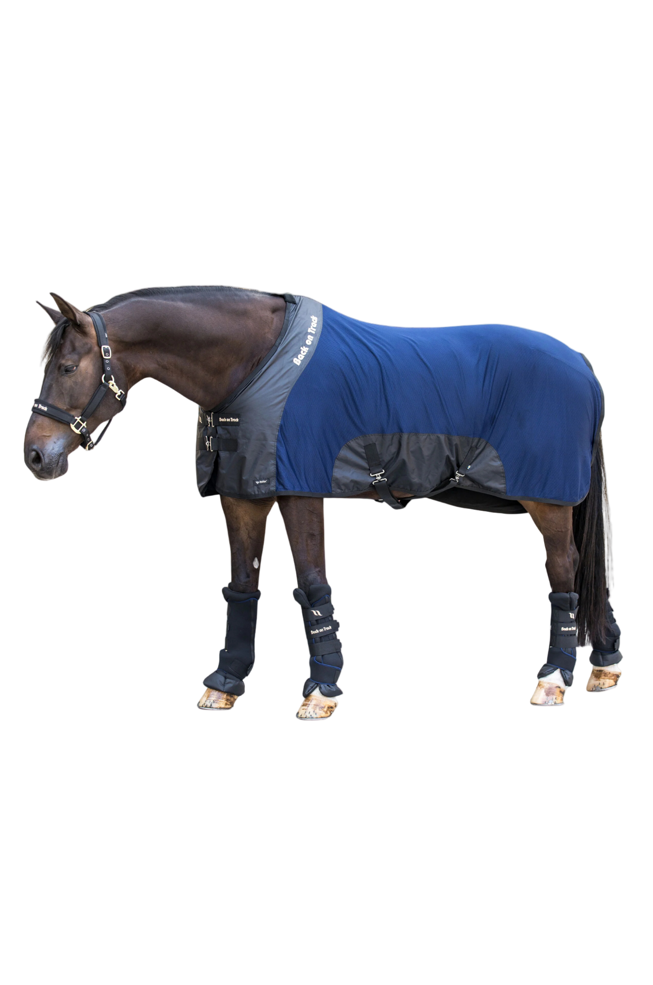 back on track navy mesh sheet on bay horse