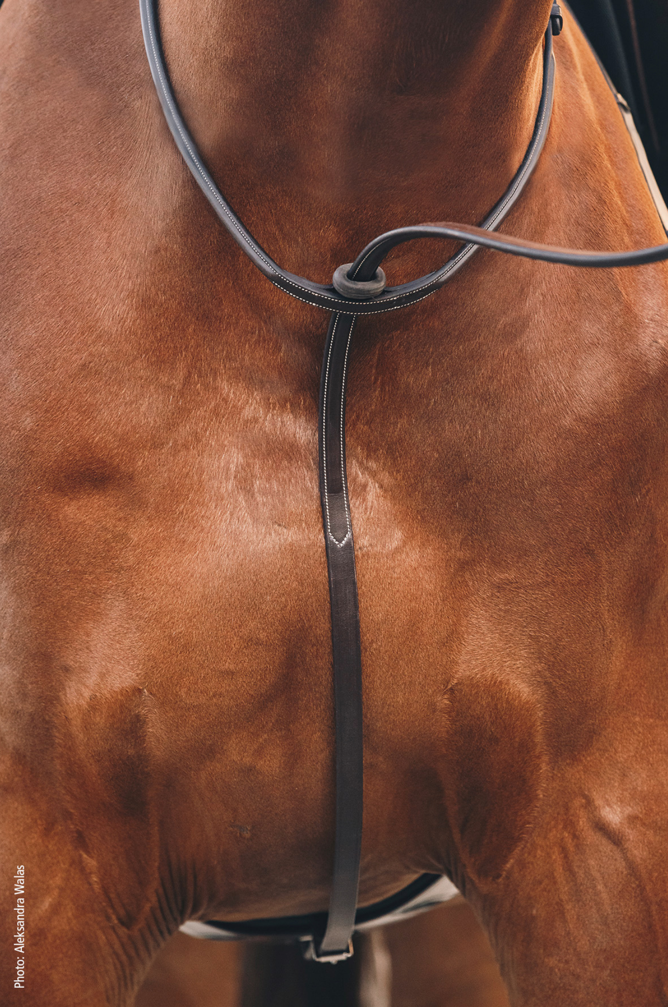 Schockemhle_SP_Santa_Clara_Select_Breastplate