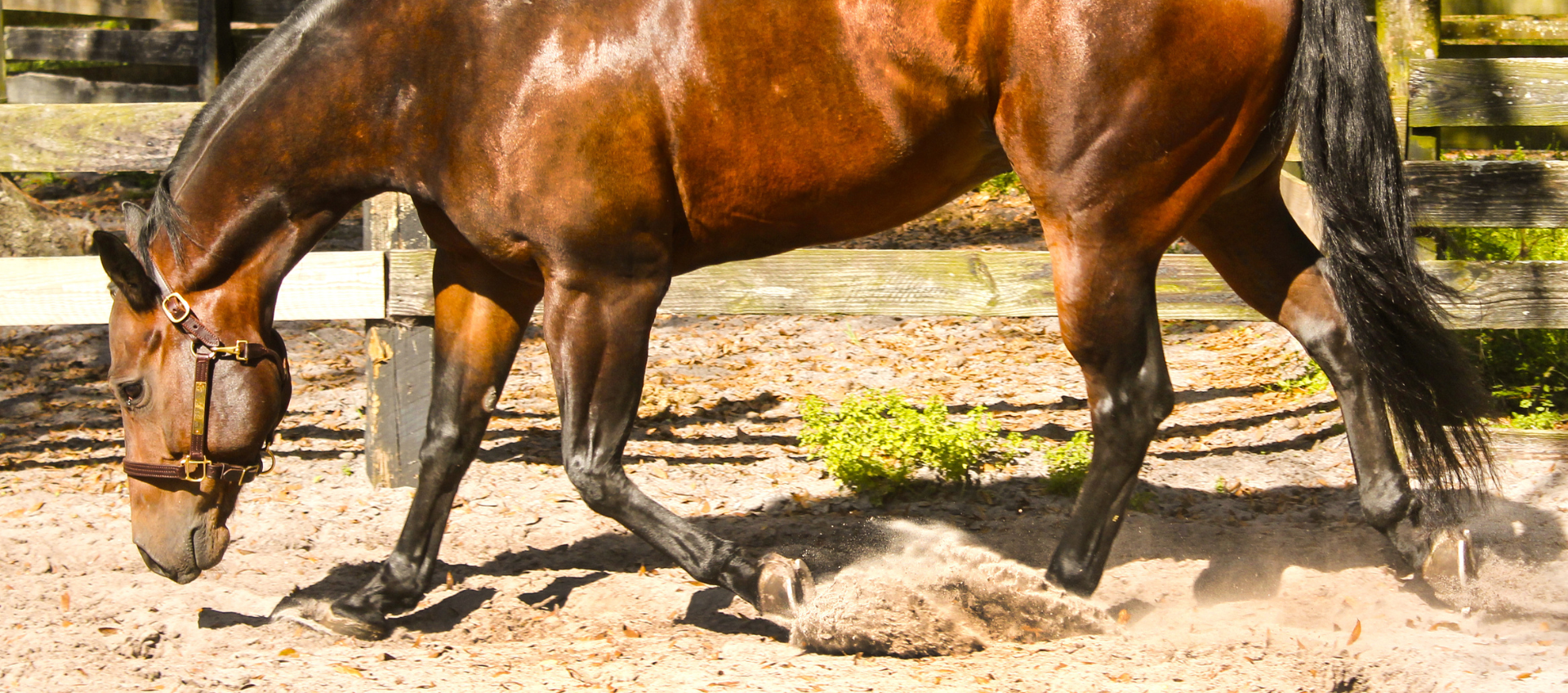 tack shack of ocala halter on horse