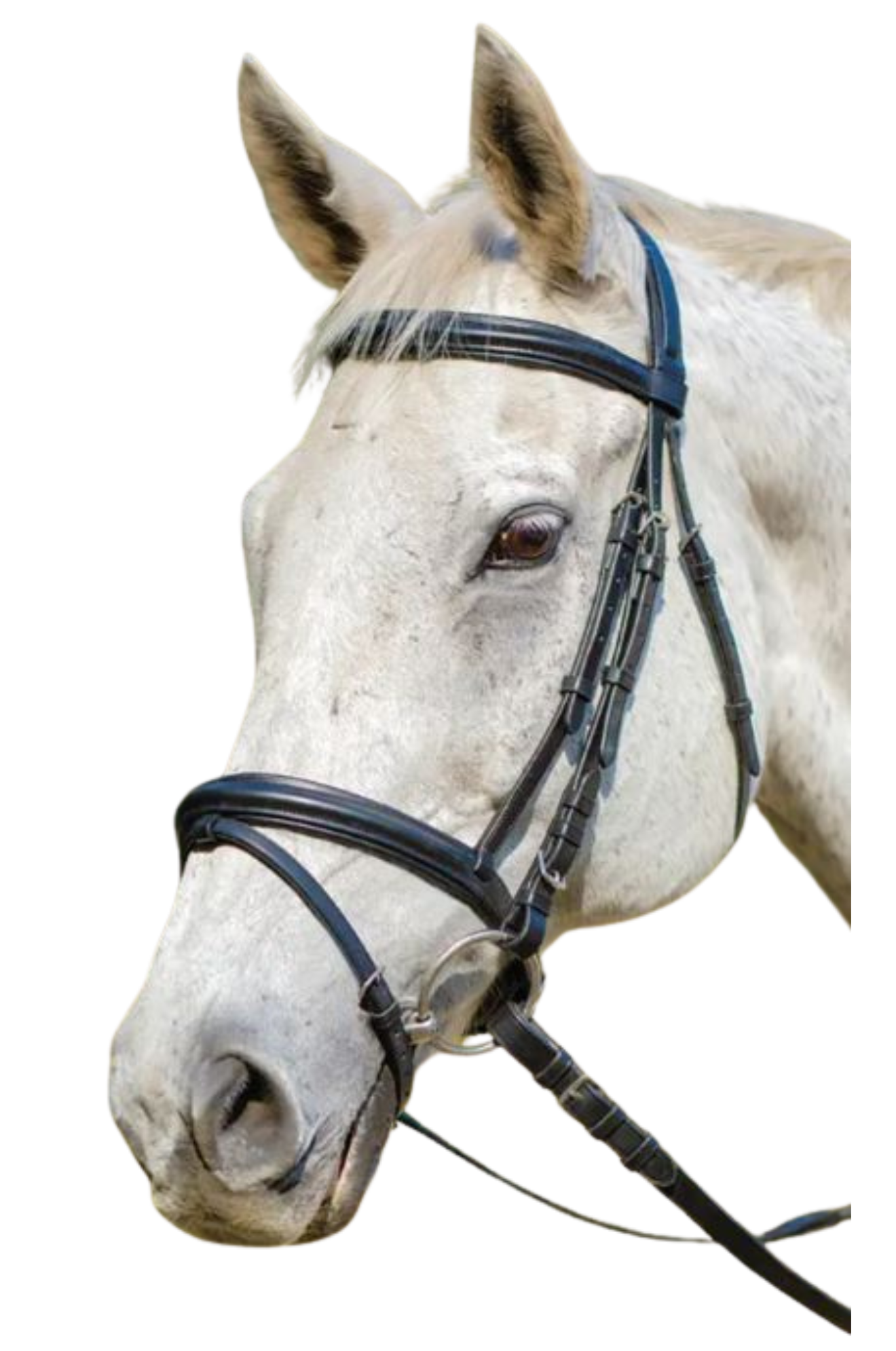 AVIGNON LOUISVILLE BRIDLE