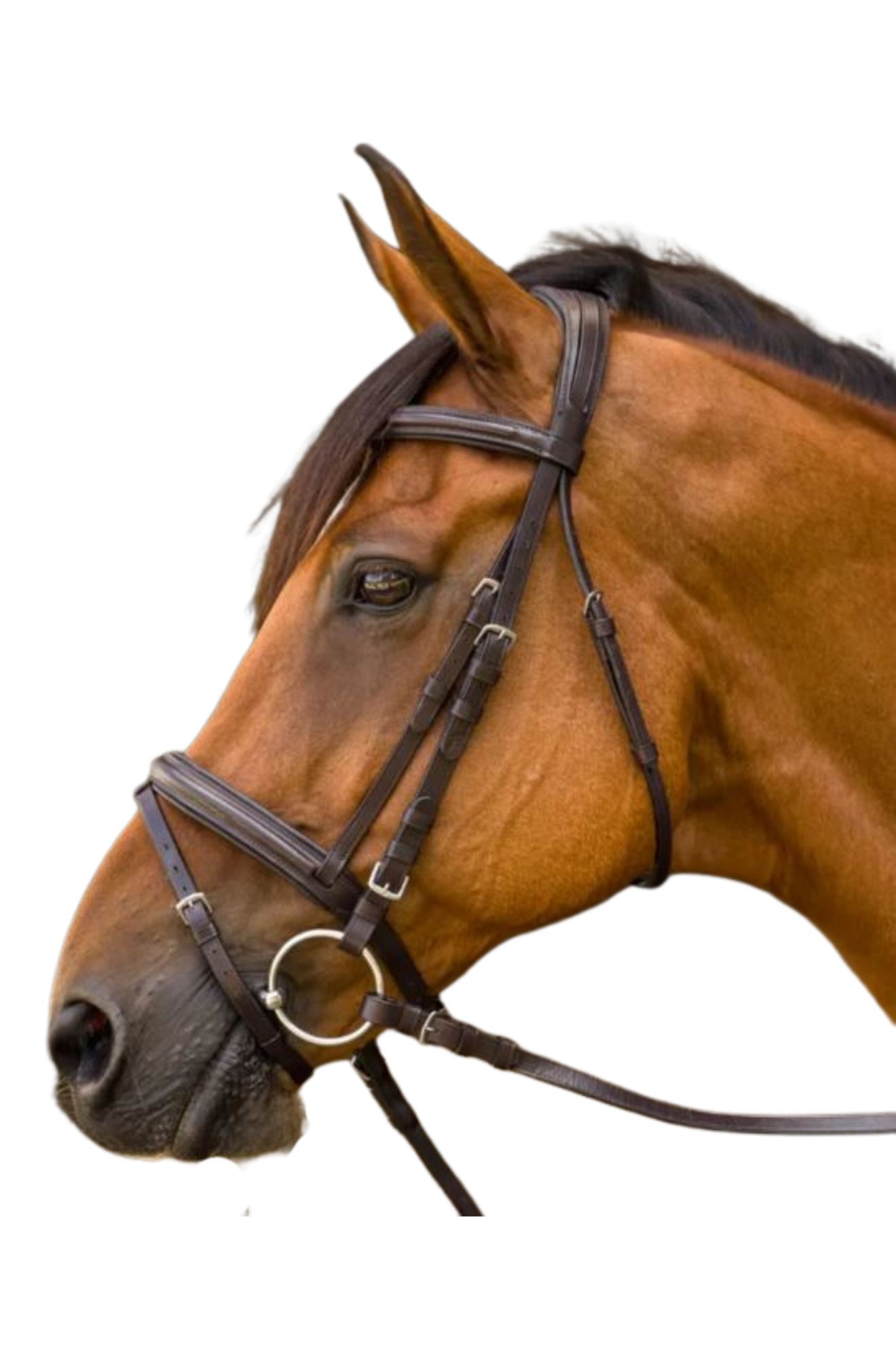 AVIGNON LOUISVILLE BRIDLE