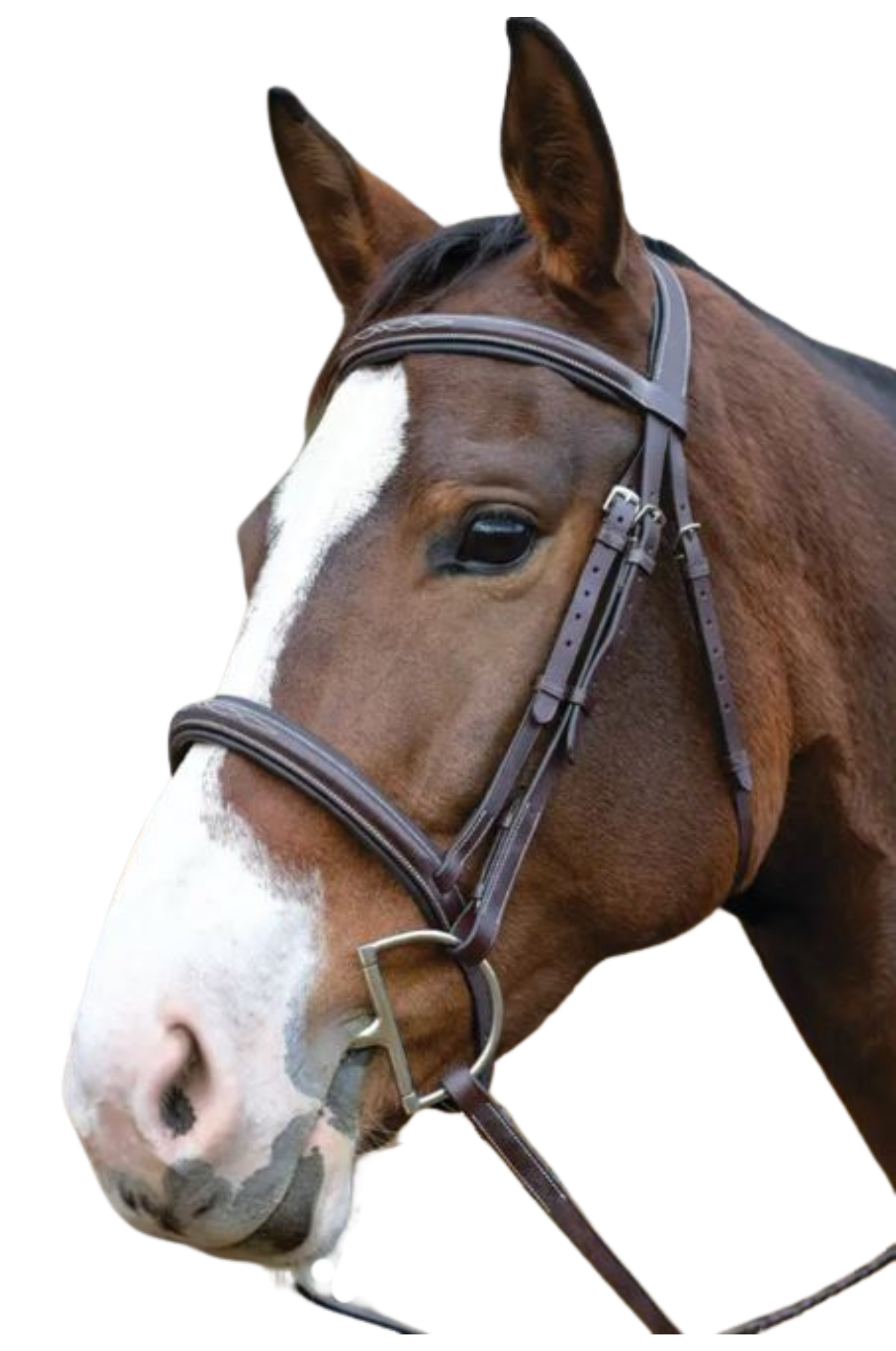 Avignon Ocala Bridle
