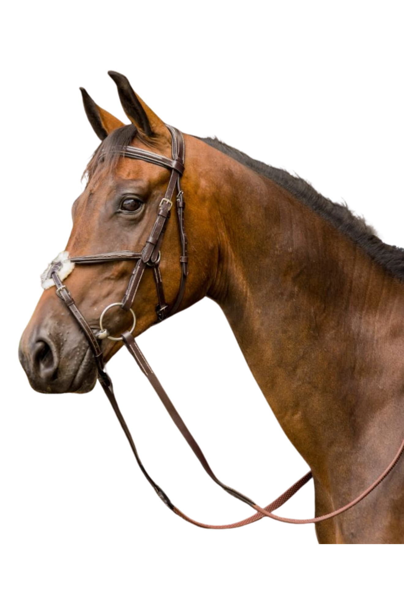 AVIGNON WOODSIDE BRIDLE