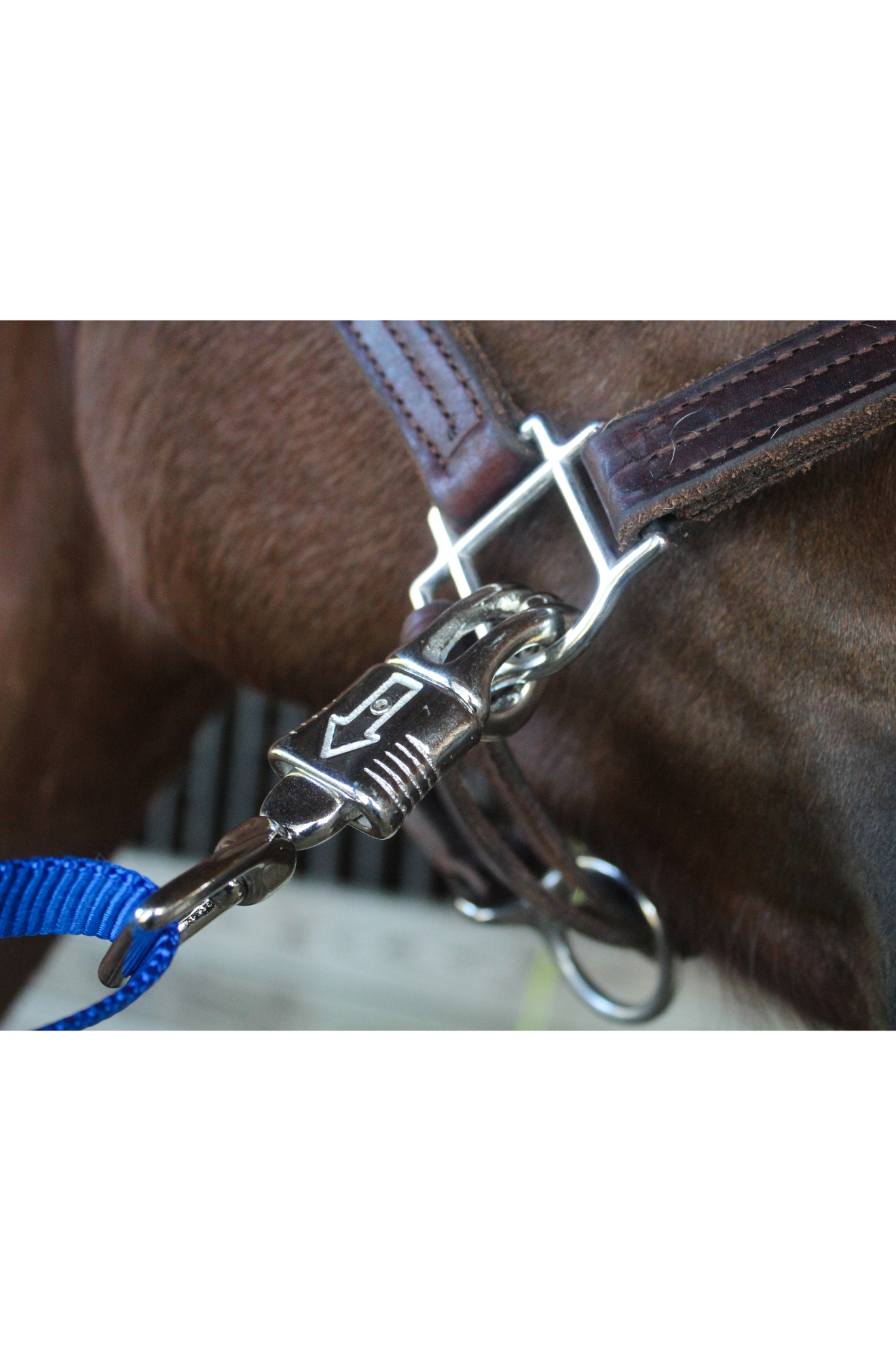 A pair of blue nylon cross ties with metal clasps and buckles on horse halter.