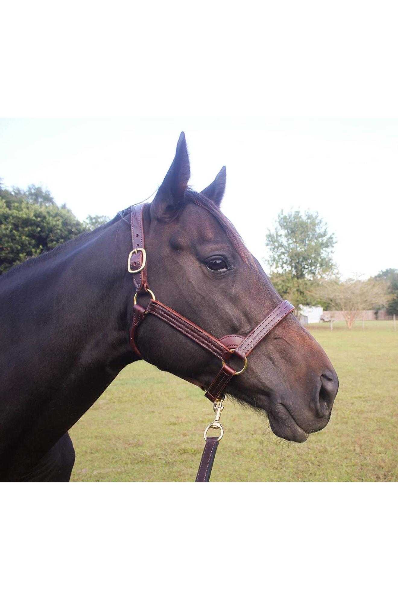 TS STALLION LEATHER HALTER