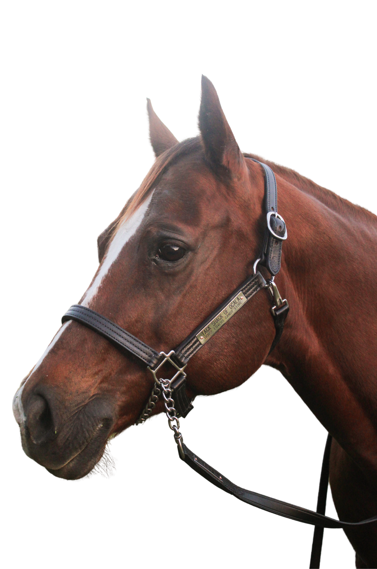 A brown horse wearing a brown leather halter with solid brass hardware.