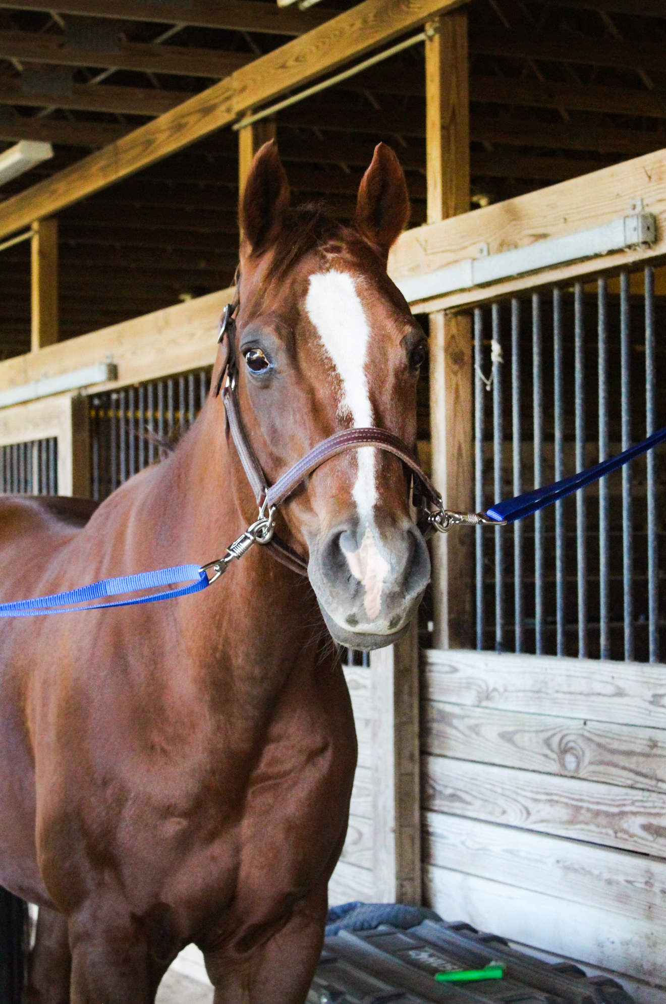 A pair of nylon cross ties with metal clasps and buckles on horse cross tied in halter.