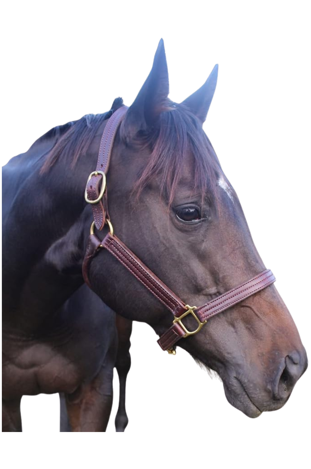 A brown leather stallion horse halter with solid brass hardware, shown on a horse's head.
