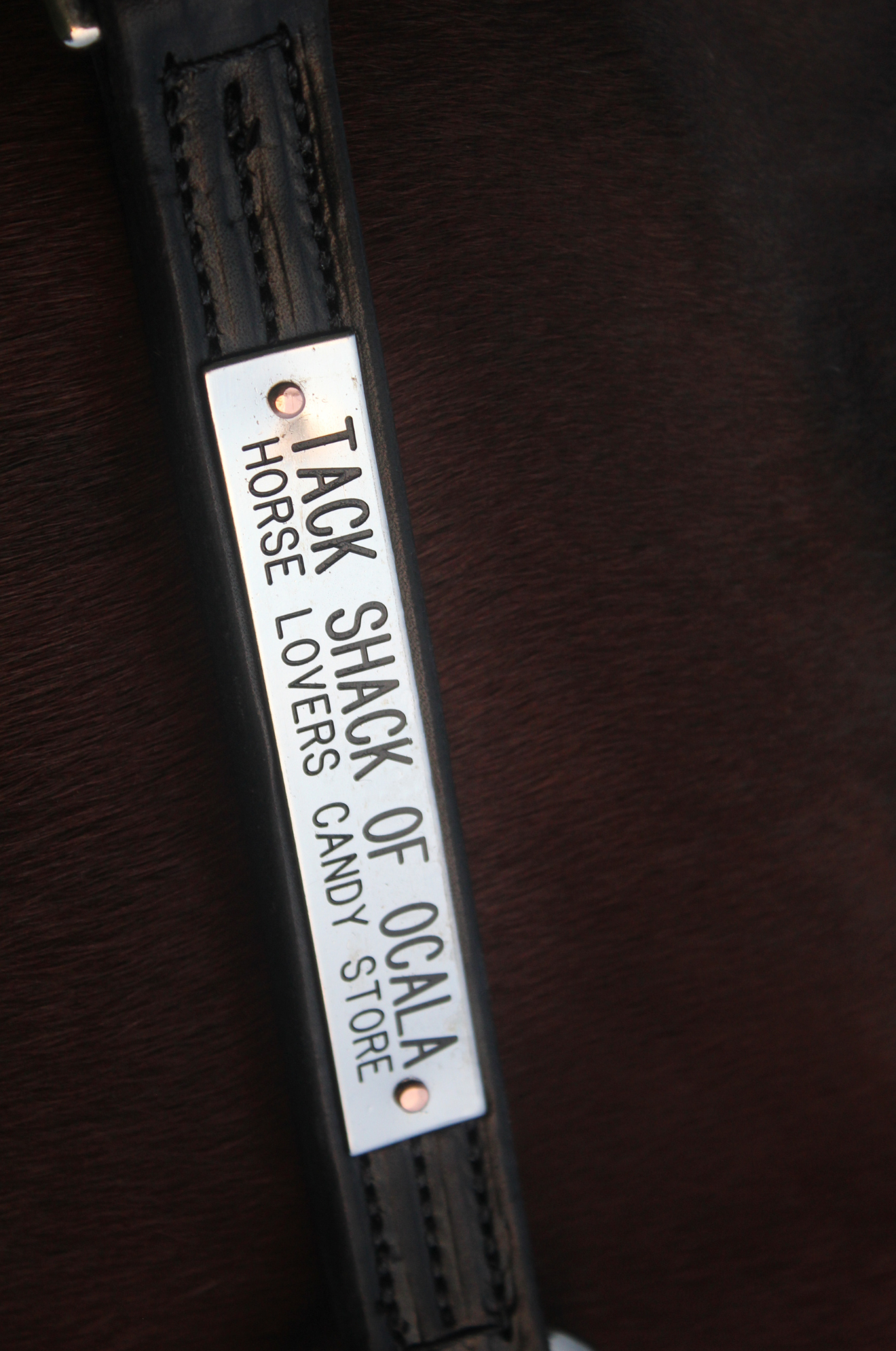 custom engraving for leather horse halter, brass engraving