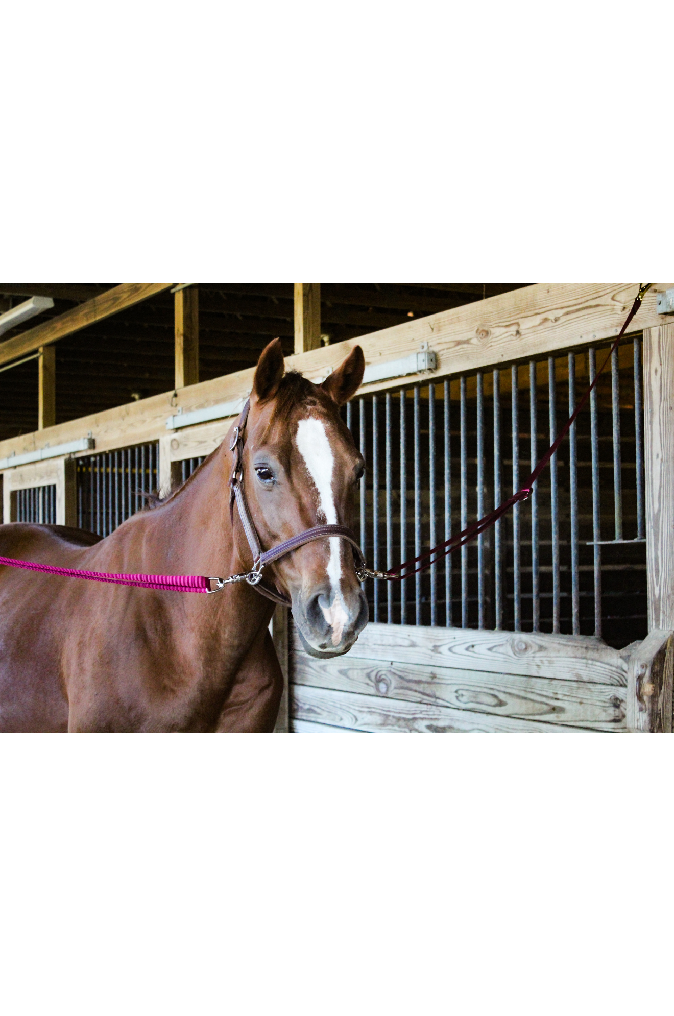 A pair of nylon cross ties with metal clasps and buckles on horse cross tied in halter.