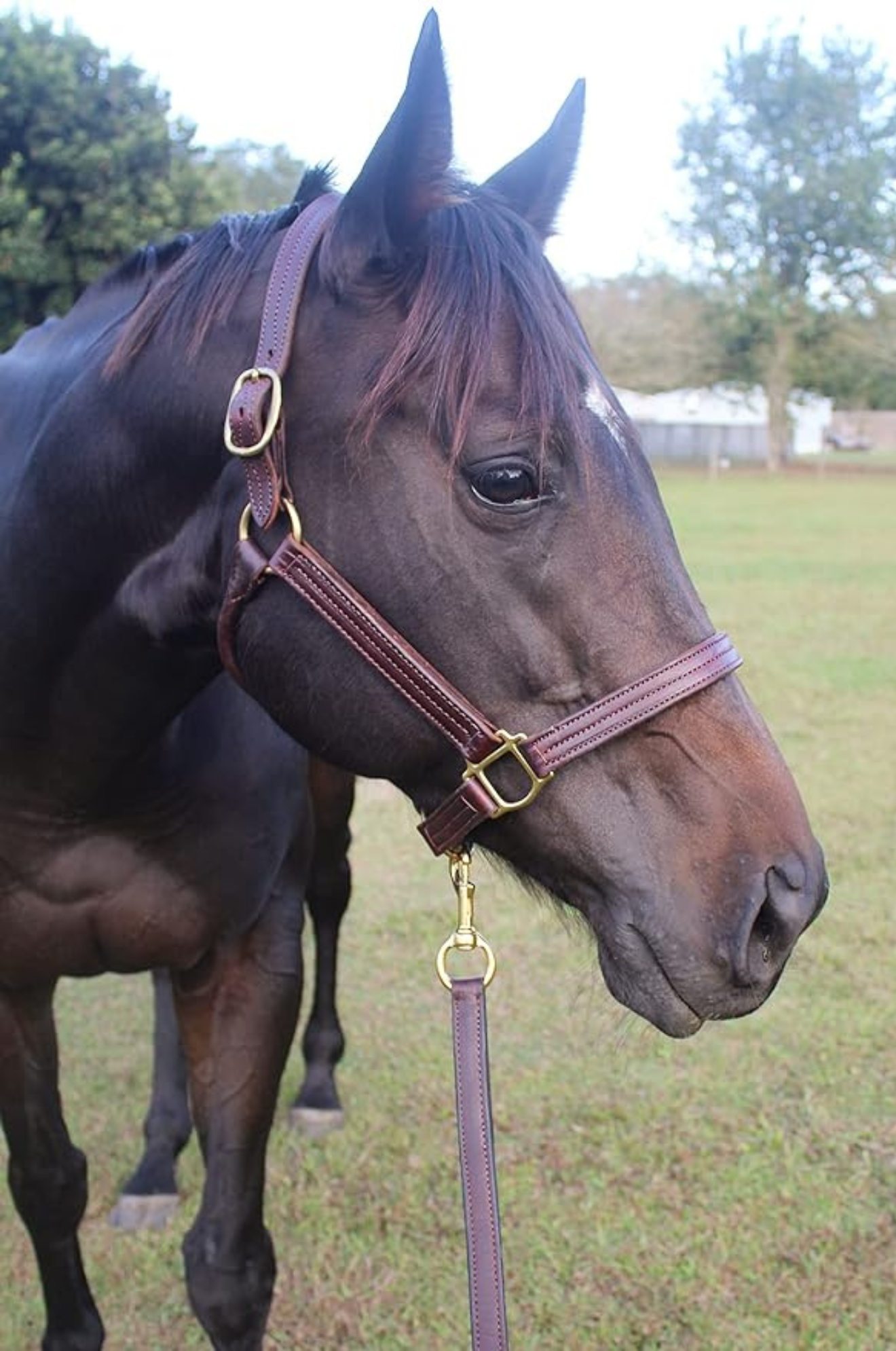 A brown leather stallion horse halter with solid brass hardware, shown on a horse's head.