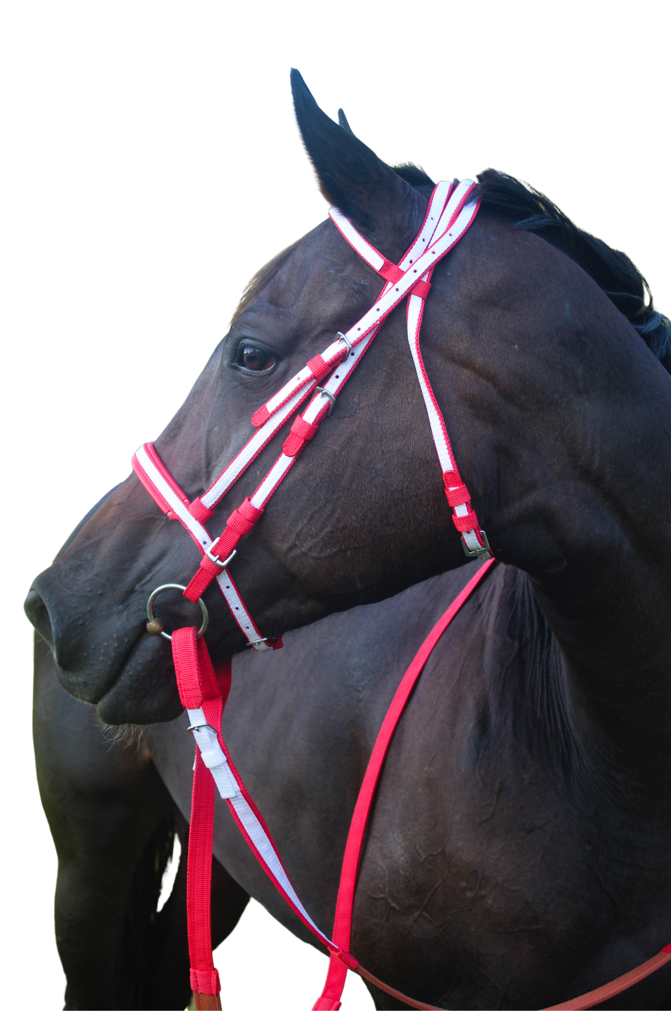 bridle horse gear TS Nylon Race Bridle Set