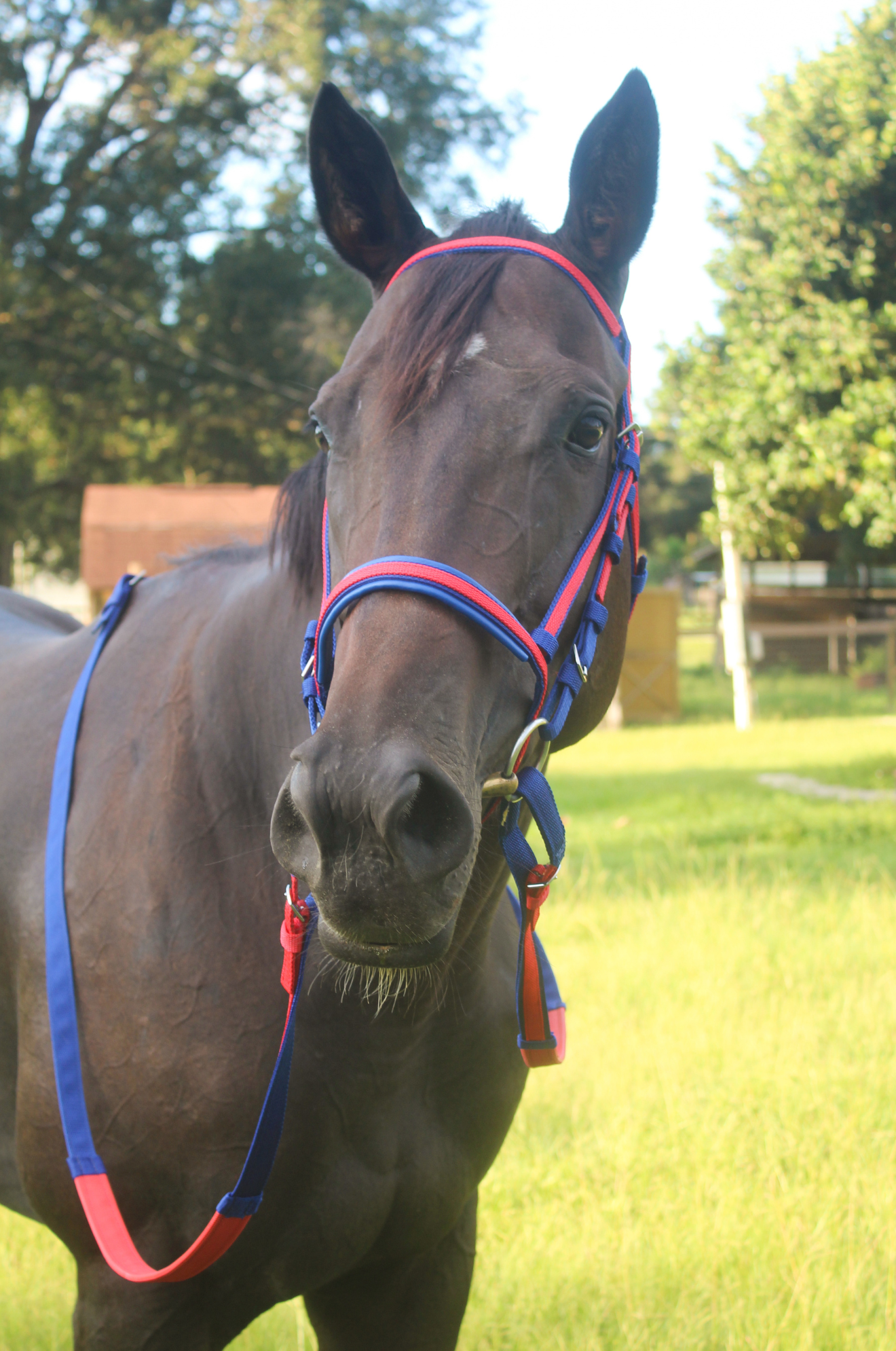 TS Nylon Race Bridle Set