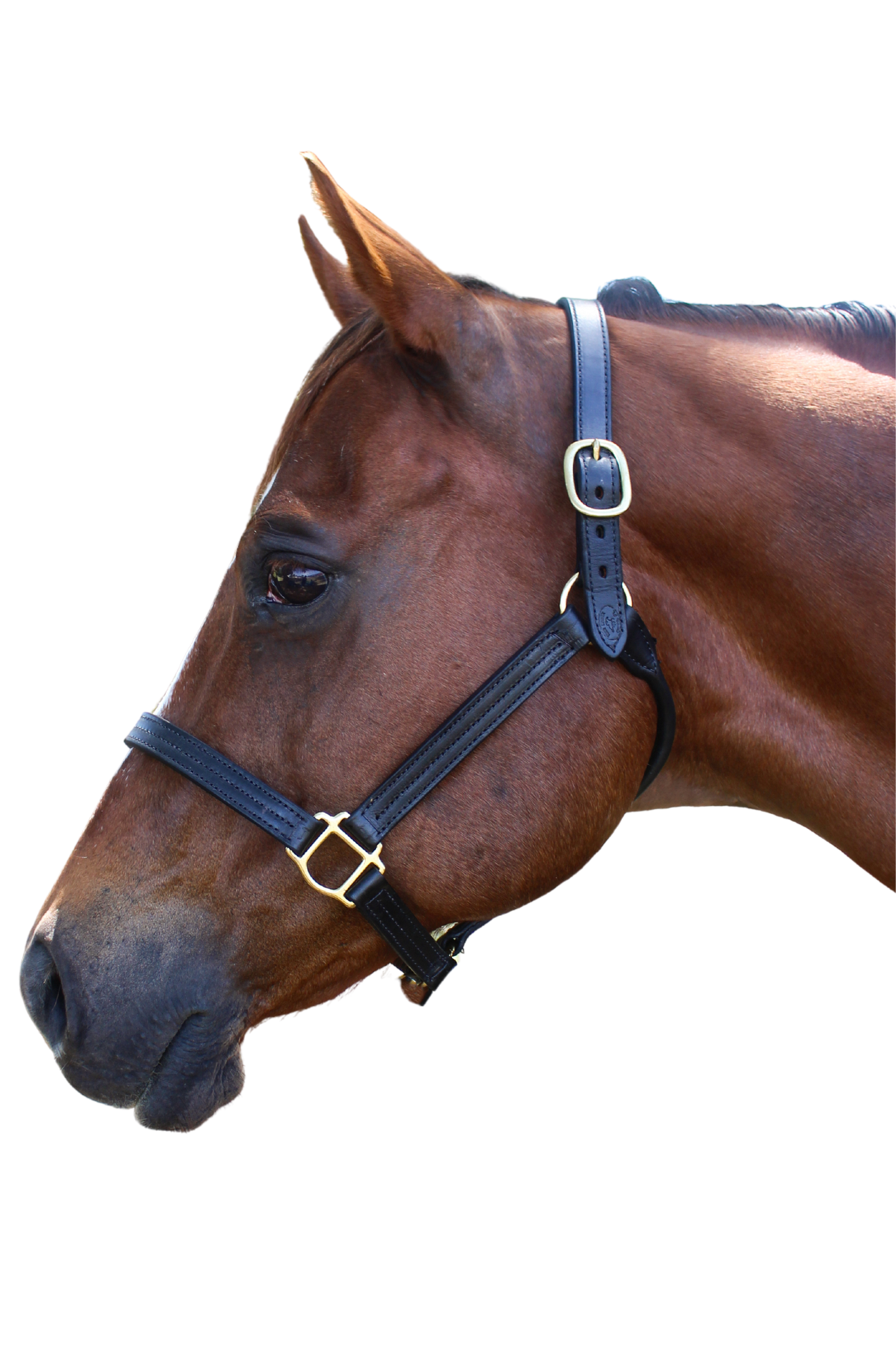 TS SALE/SHOW LEATHER HALTER