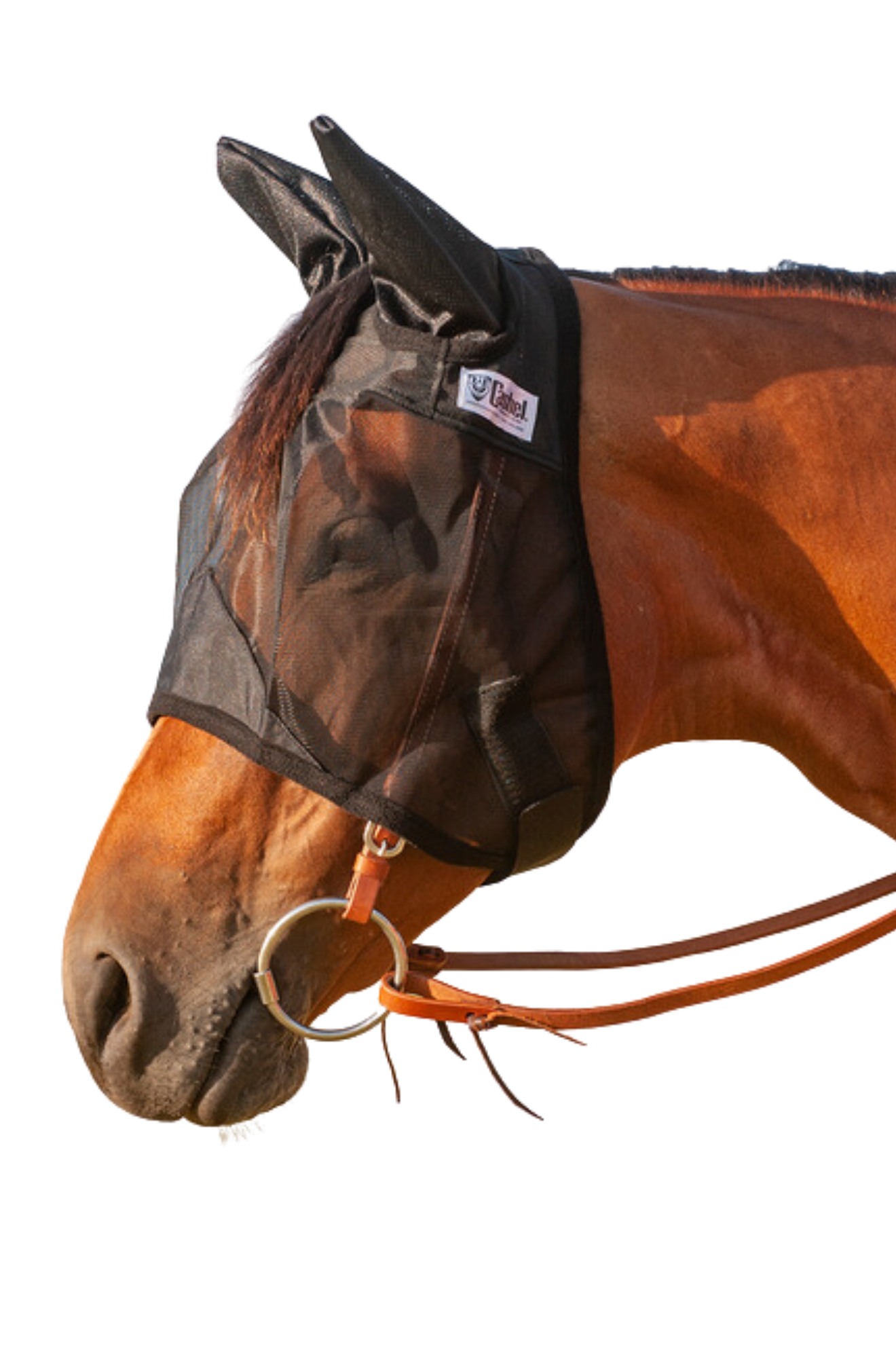 A brown horse wearing a black fly mask with ears attached, designed to protect the horse from insects.