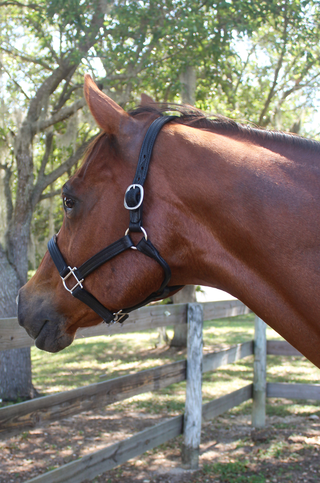 A brown leather horse halter with solid brass hardware, displayed on a horse.