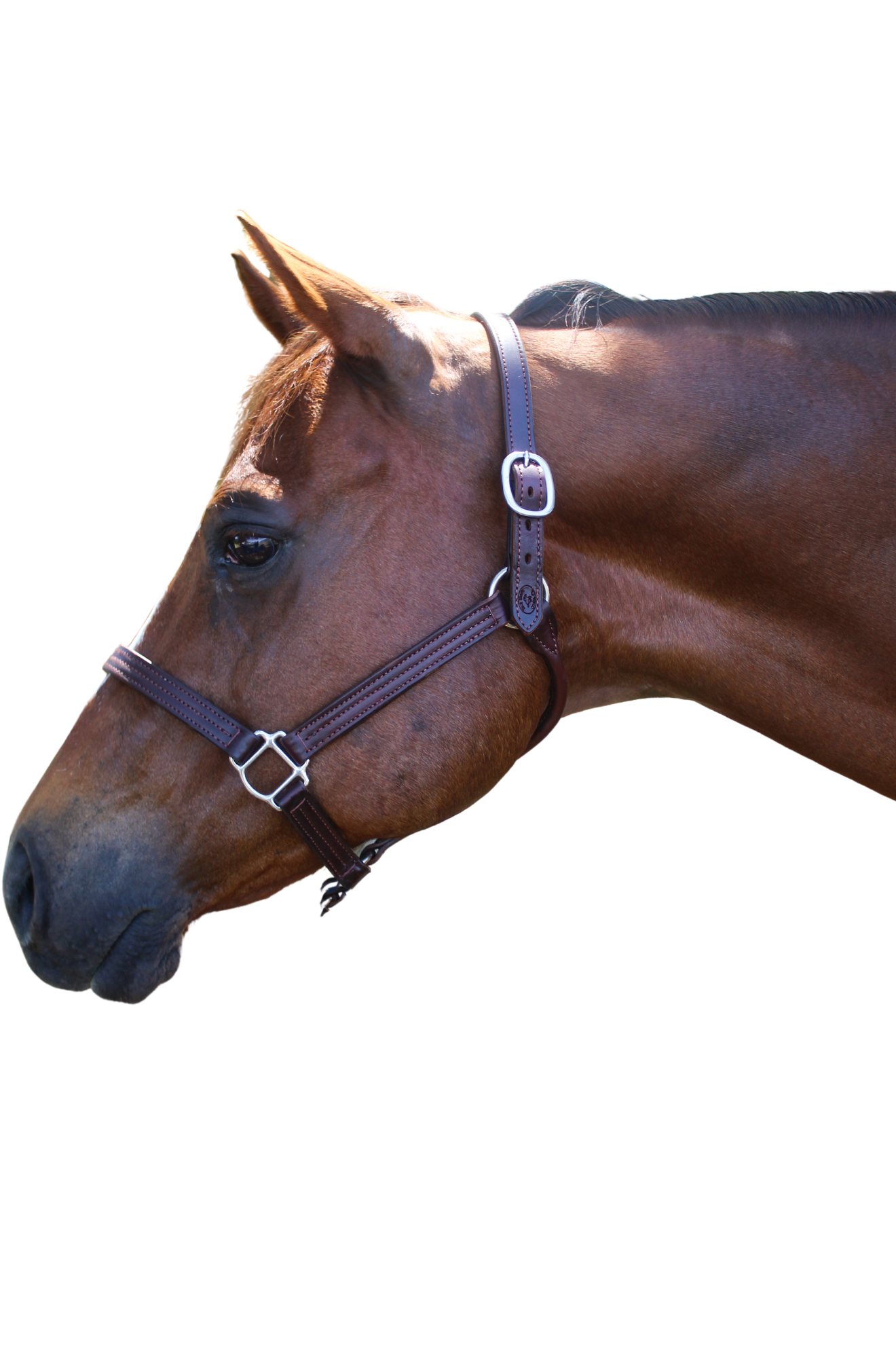 TS SALE/SHOW LEATHER HALTER