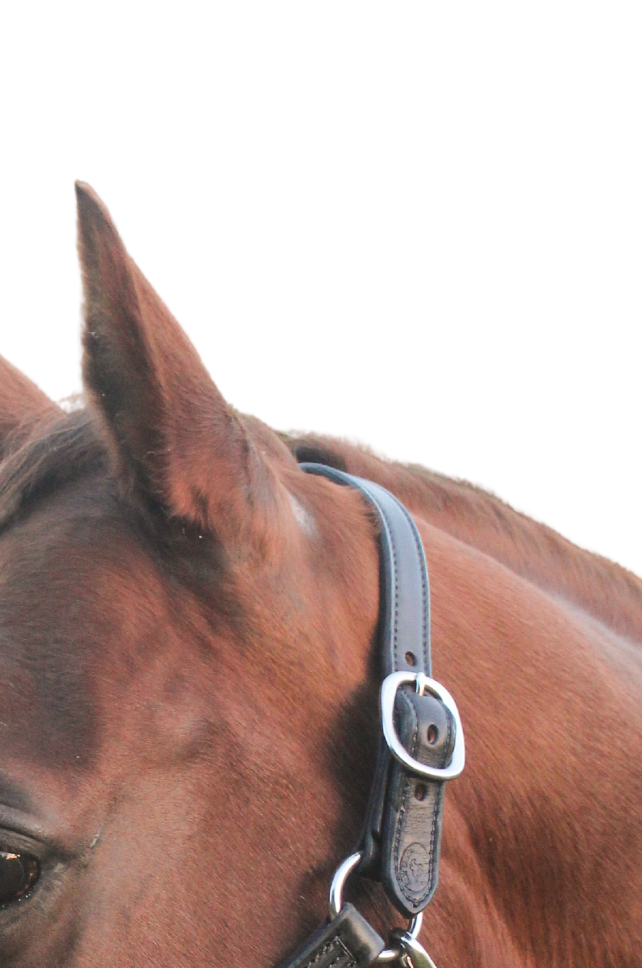 LEATHER HALTER CROWN