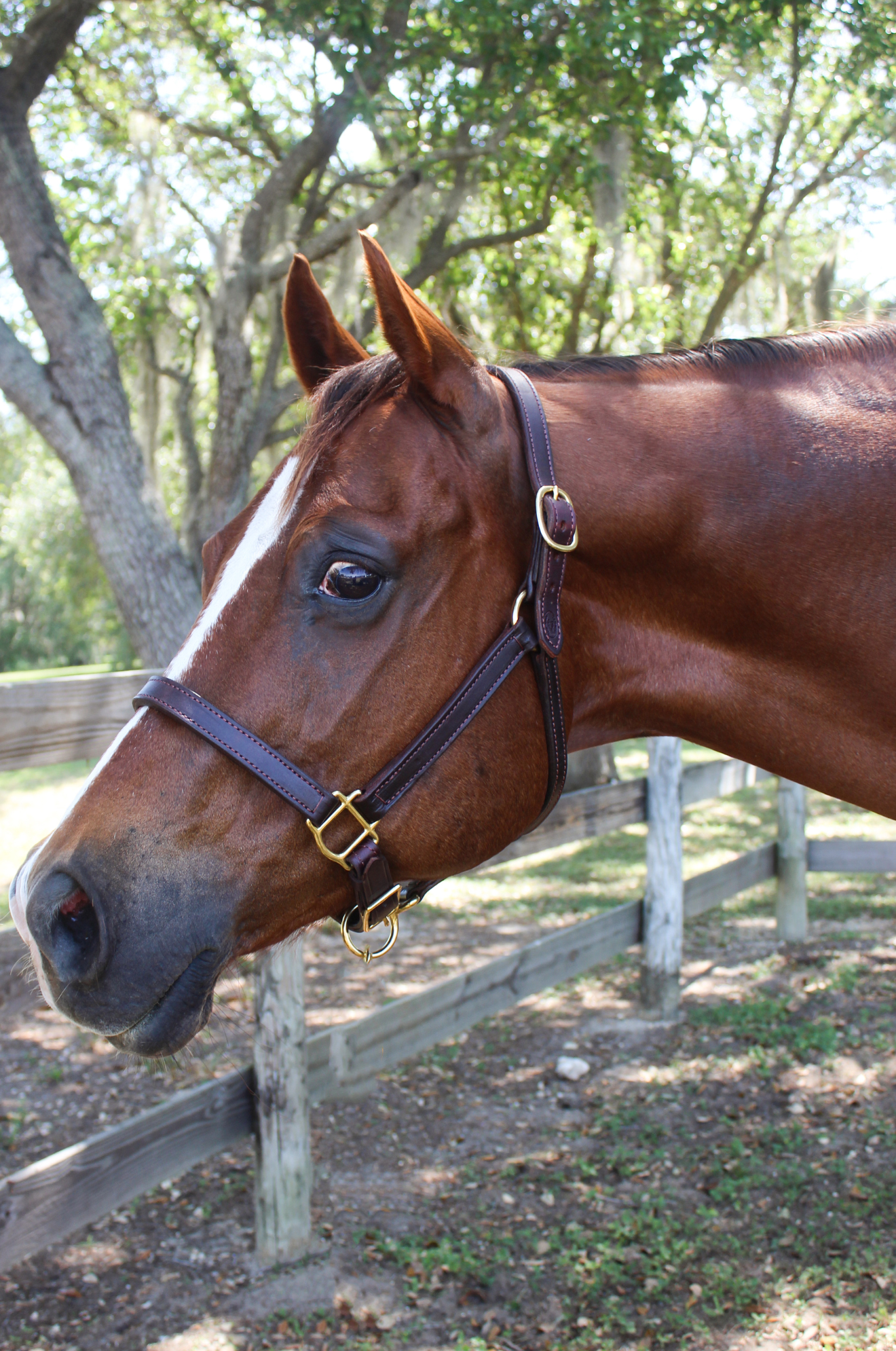 TS LEATHER TURN OUT HALTER ADJUSTABLE CHIN