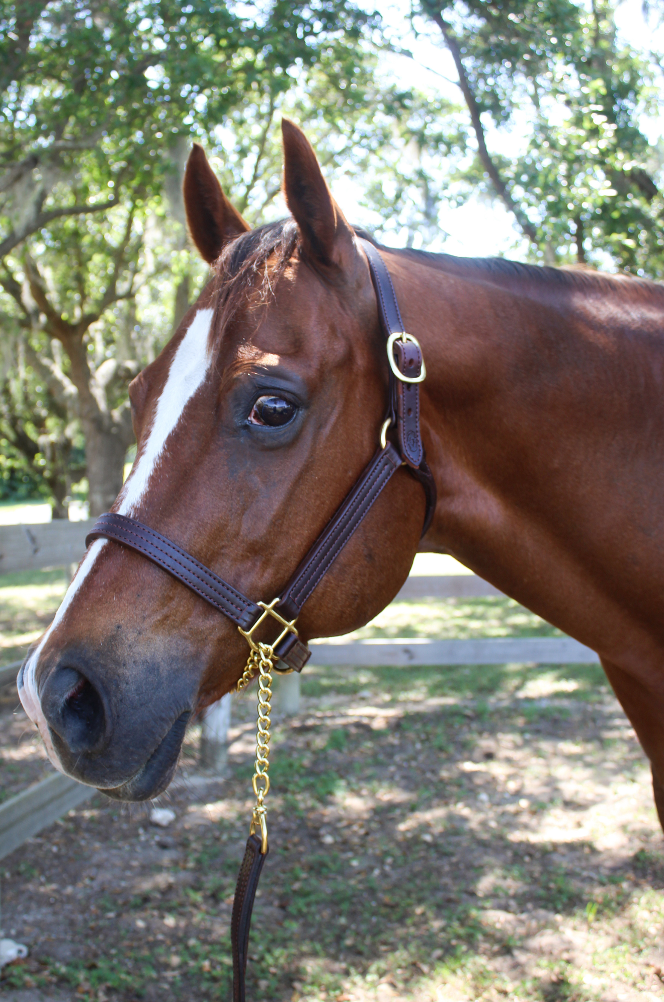 TS SALE/SHOW LEATHER HALTER