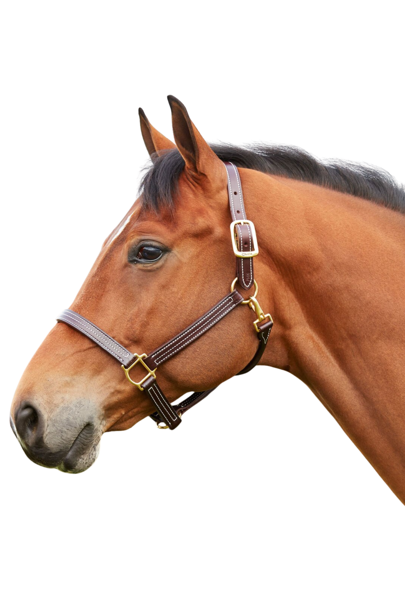 A brown horse wearing a Walsh British Triple Stitch Halter with English hand rubbed bridle leather, featuring contrasted Havana leather and white thread, solid brass hardware, adjustable crown, and a rolled throat with snap.