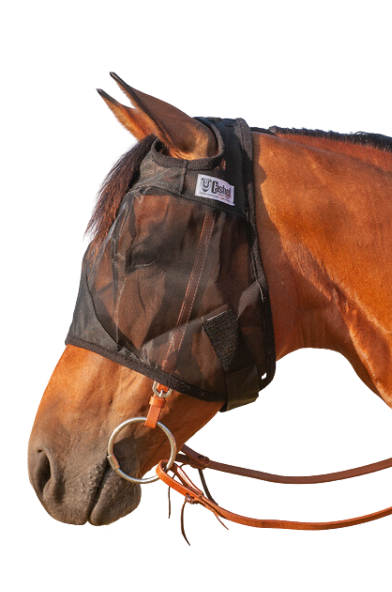 A brown horse wearing a black Quiet Ride Designer Horse Fly Mask, fastened securely over the bridle.