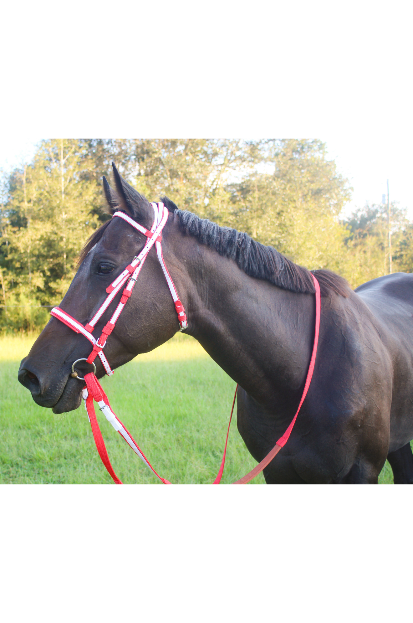 TS Nylon Race Bridle Set