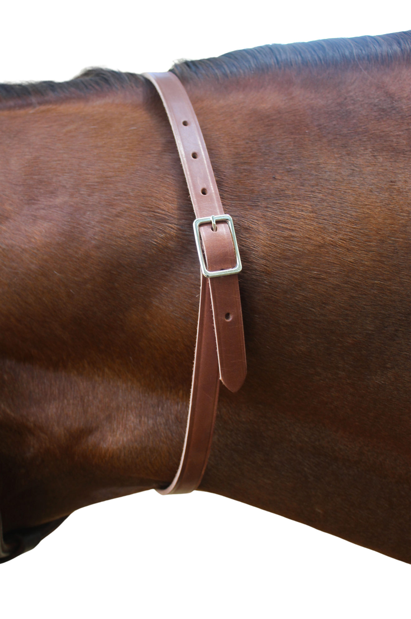 A brown leather neck strap with a brass name plate on a horse, used for identification.