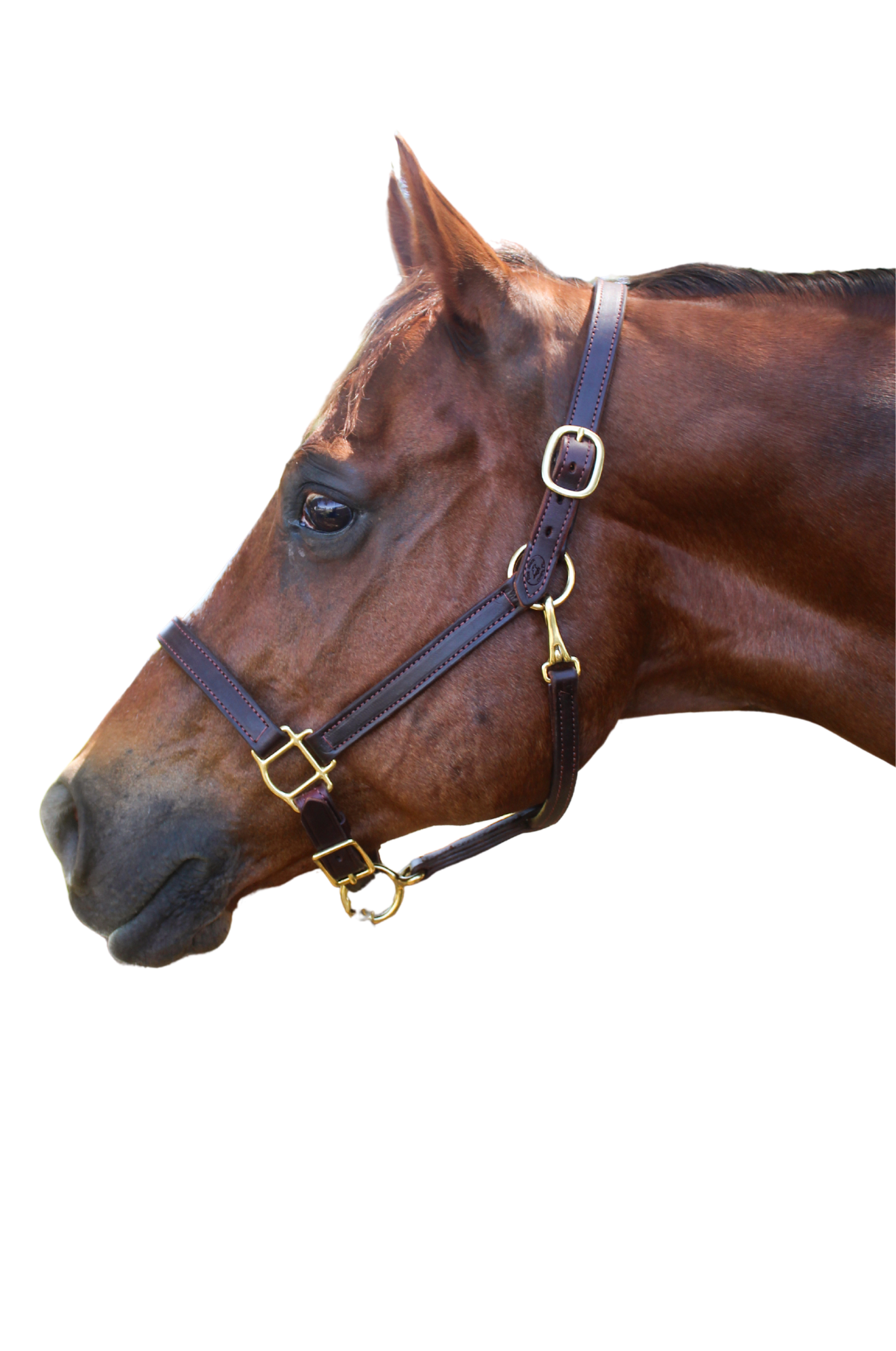 TS LEATHER TURN OUT HALTER ADJUSTABLE CHIN WITH SNAP