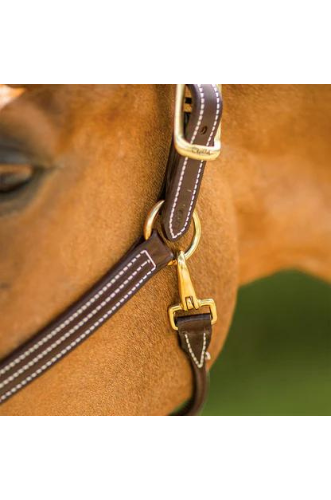 A brown horse wearing a Walsh British Triple Stitch Halter with English hand rubbed bridle leather, featuring contrasted Havana leather and white thread, solid brass hardware, adjustable crown, and a rolled throat with snap.
