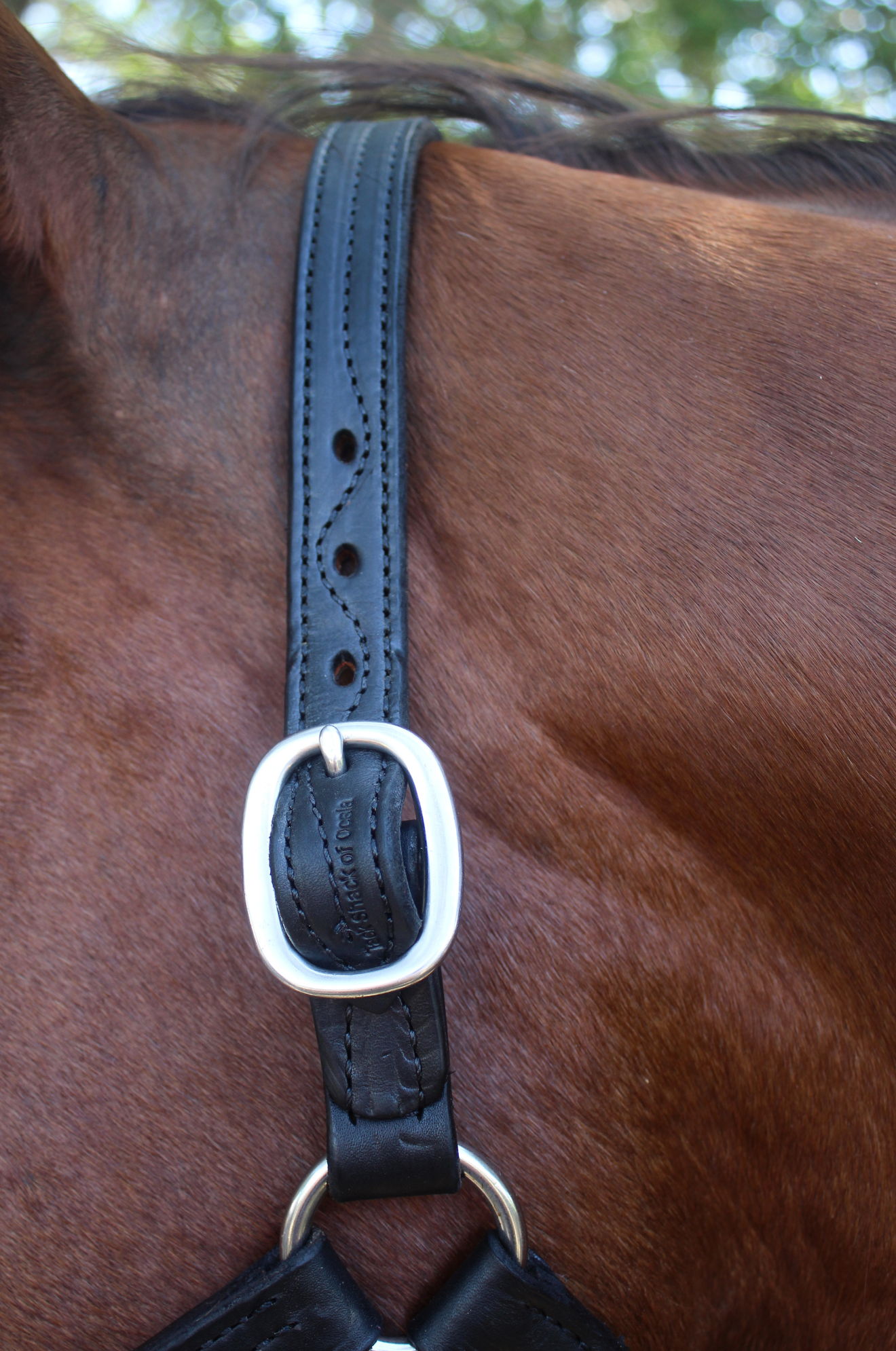A brown leather horse halter with solid brass hardware, displayed on a horse.