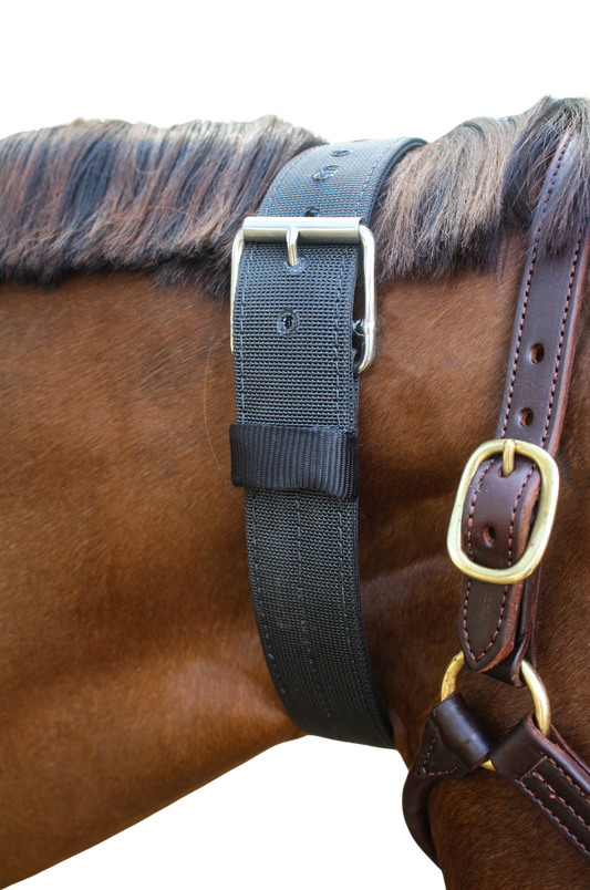 A black nylon cribbing strap with a metal buckle, fitted on a horse.