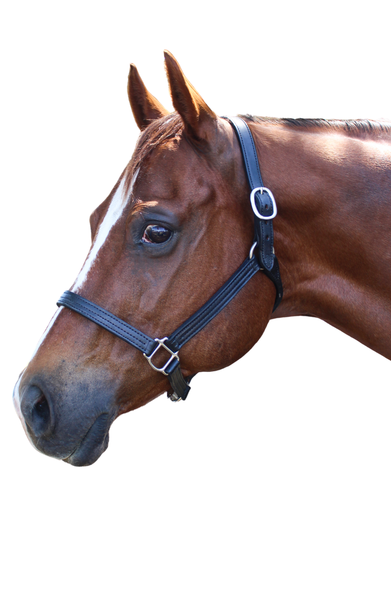 TS SALE/SHOW LEATHER HALTER