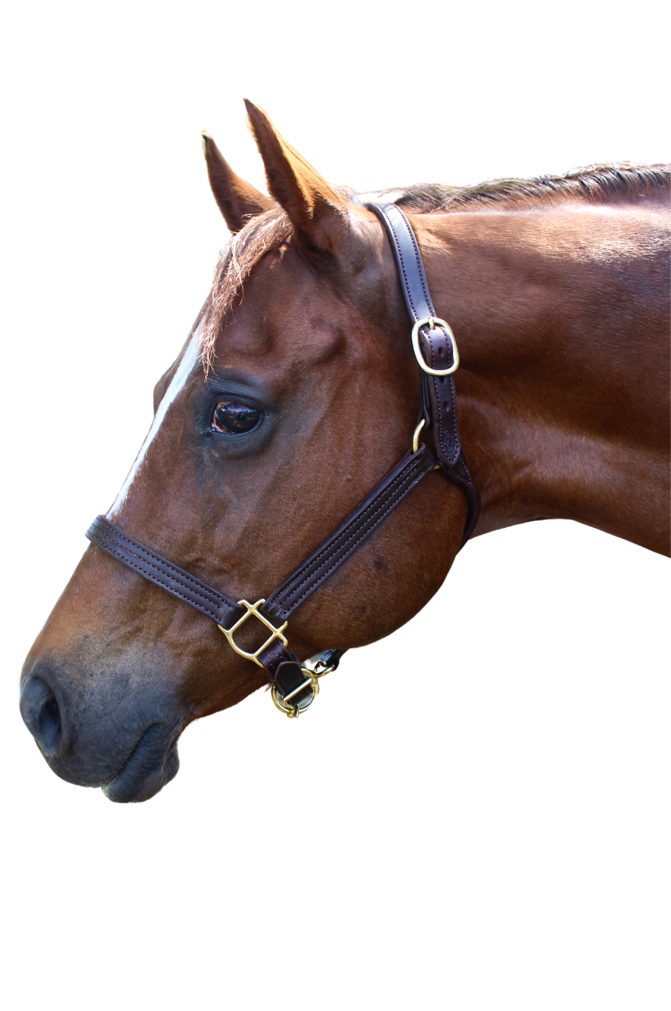 TS Sale/Show Leather Halter Adjustable Chin