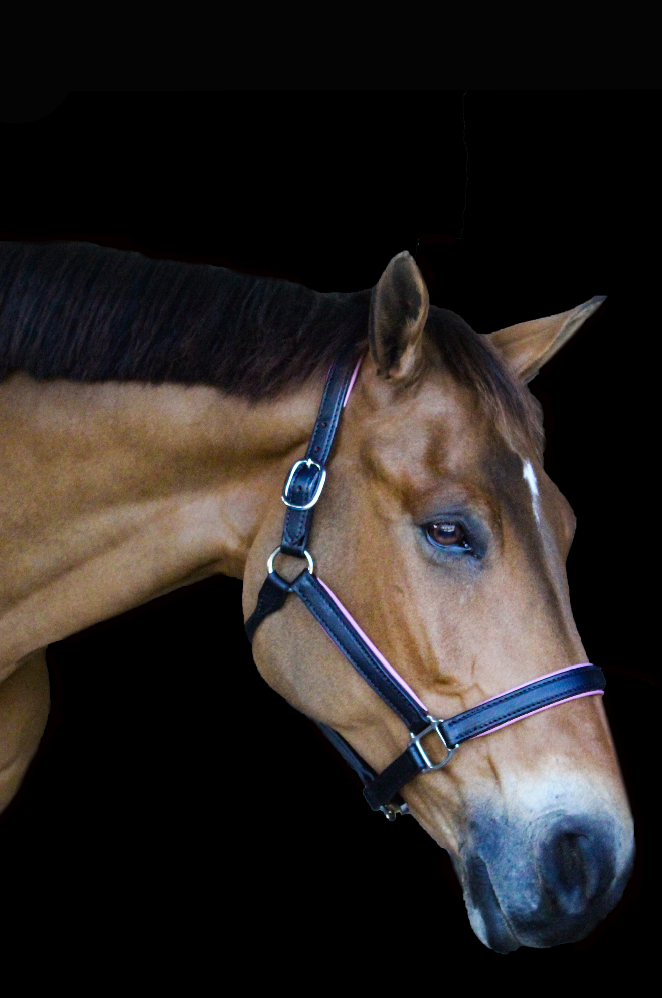 Custom Padded leather halter with brass or chrome hardware, handmade, lime green