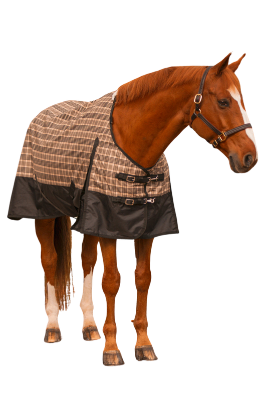 A horse wearing a checkered brown and black turnout sheet.