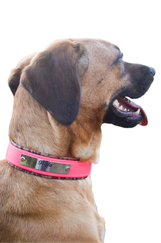 A dog wearing a pink biothane collar with brass hardware including a buckle and a D-ring.