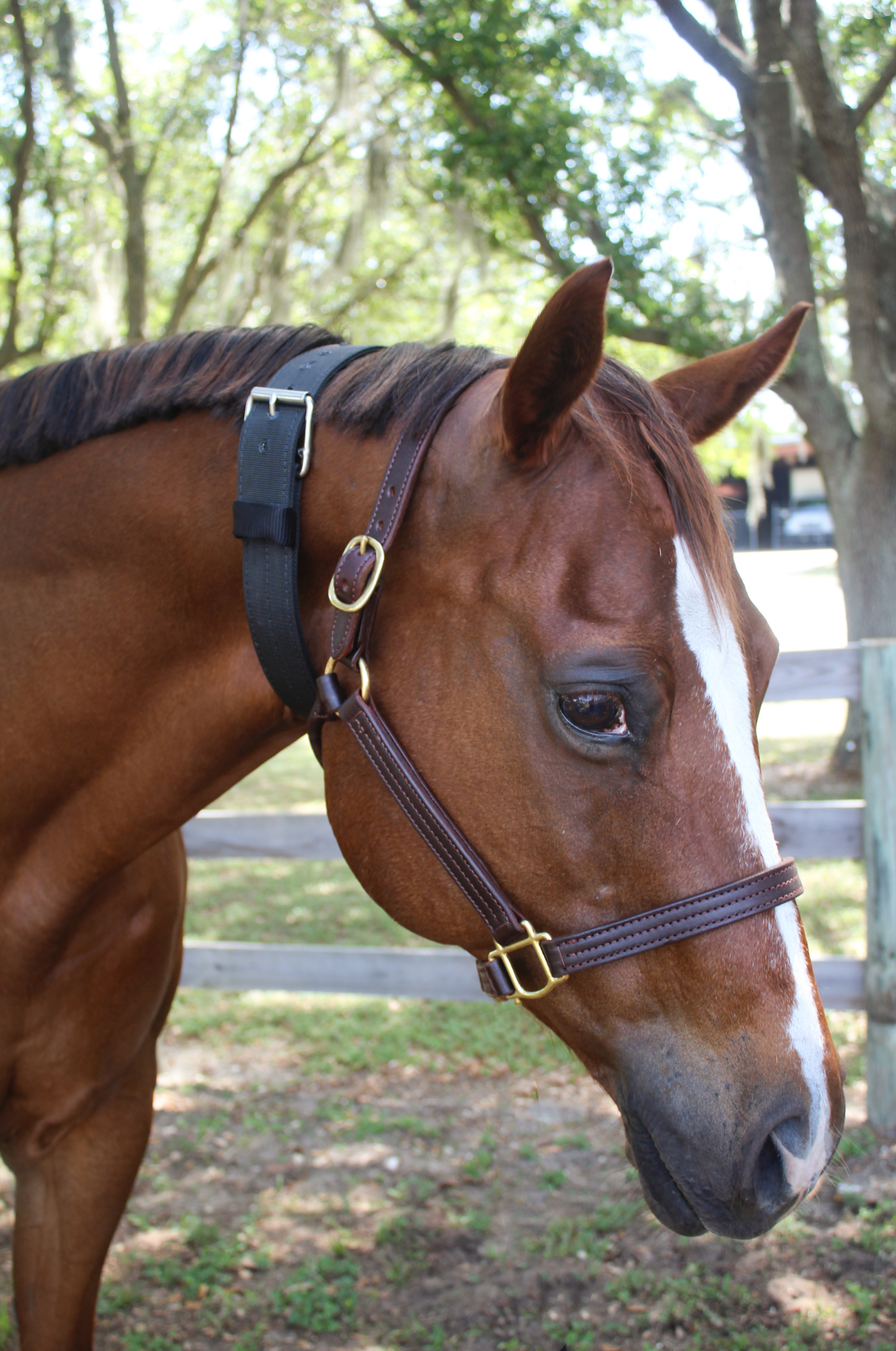A black nylon cribbing strap with a metal buckle, fitted on a horse.