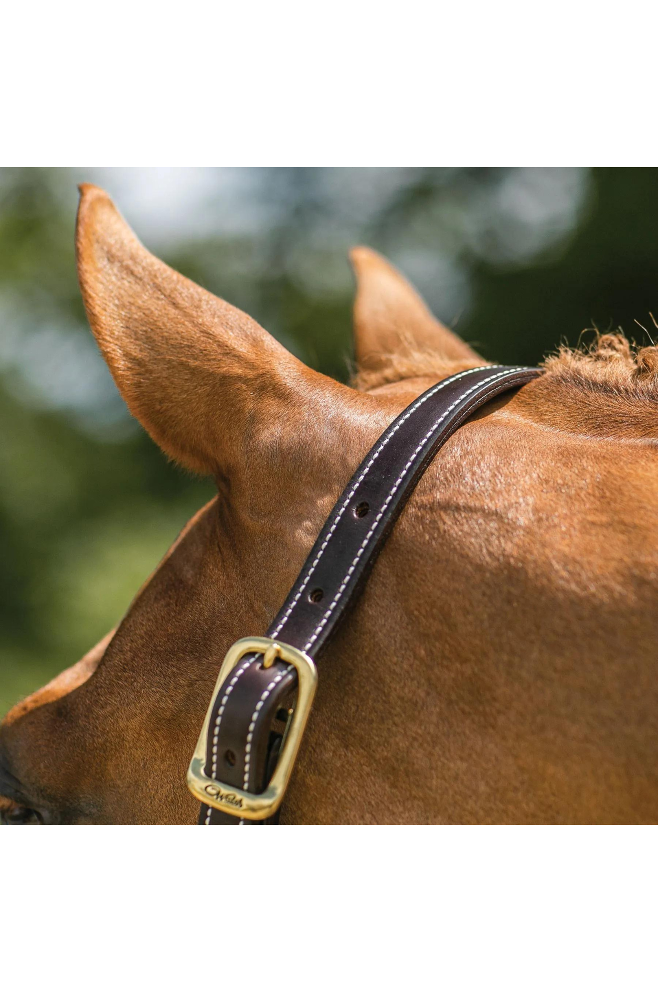 A brown horse wearing a Walsh British Triple Stitch Halter with English hand rubbed bridle leather, featuring contrasted Havana leather and white thread, solid brass hardware, adjustable crown, and a rolled throat with snap.