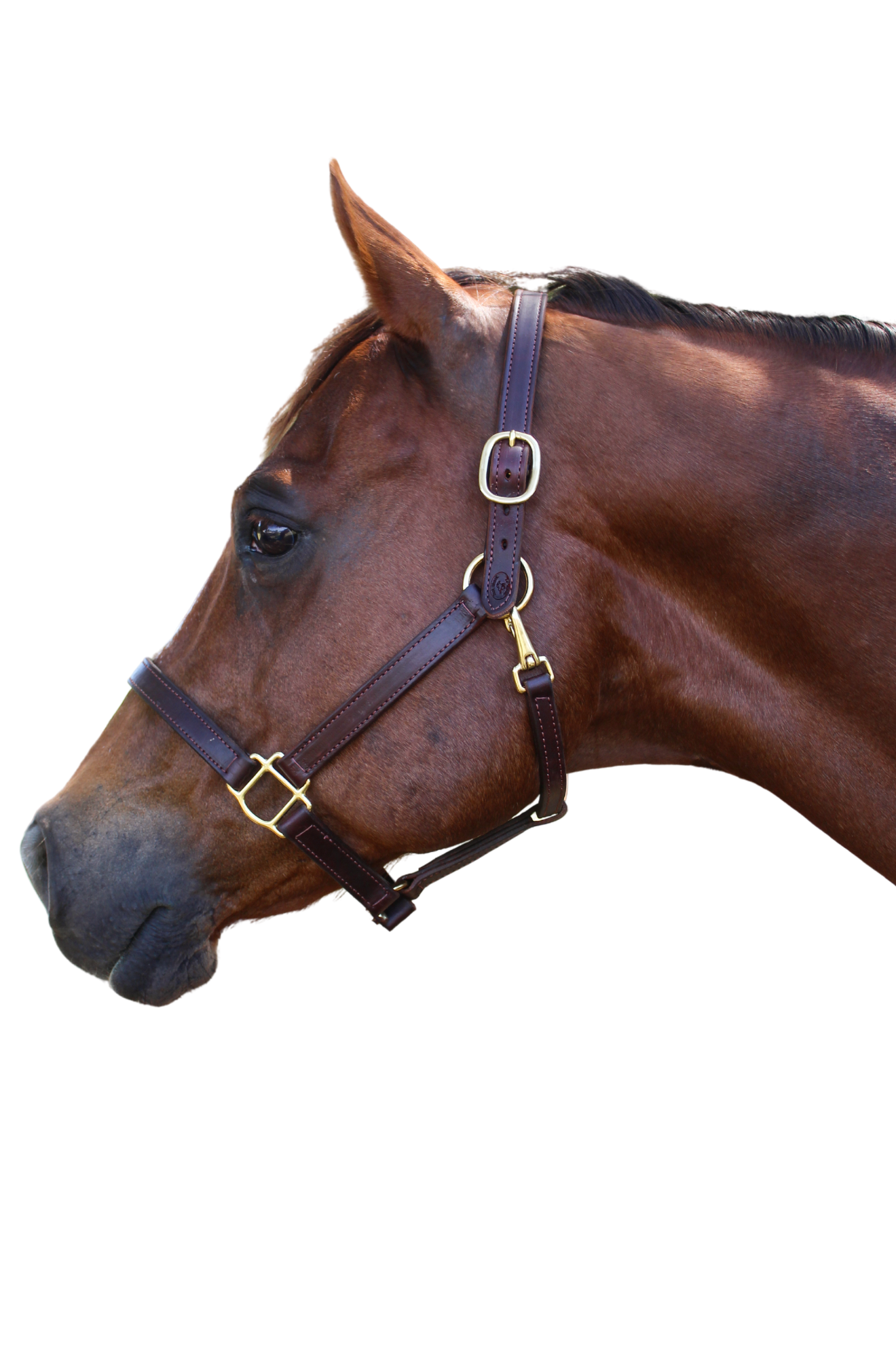 A brown leather horse halter with solid brass hardware, displayed on a horse.