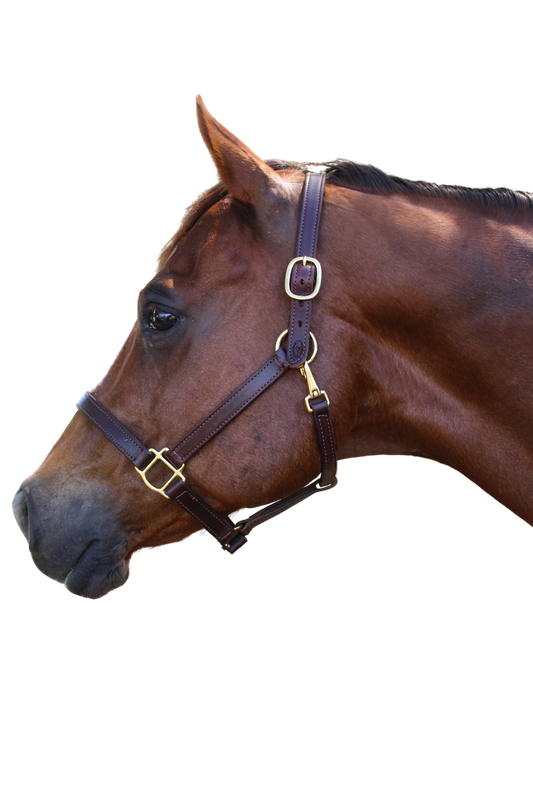 A brown leather horse halter with solid brass hardware, displayed on a horse.